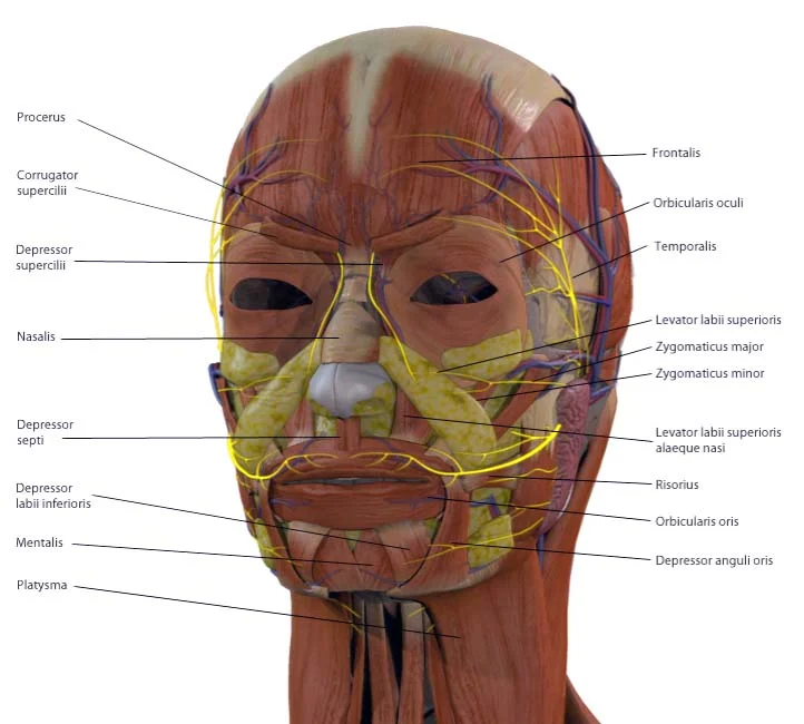 Anatomy labelling 01.jpg