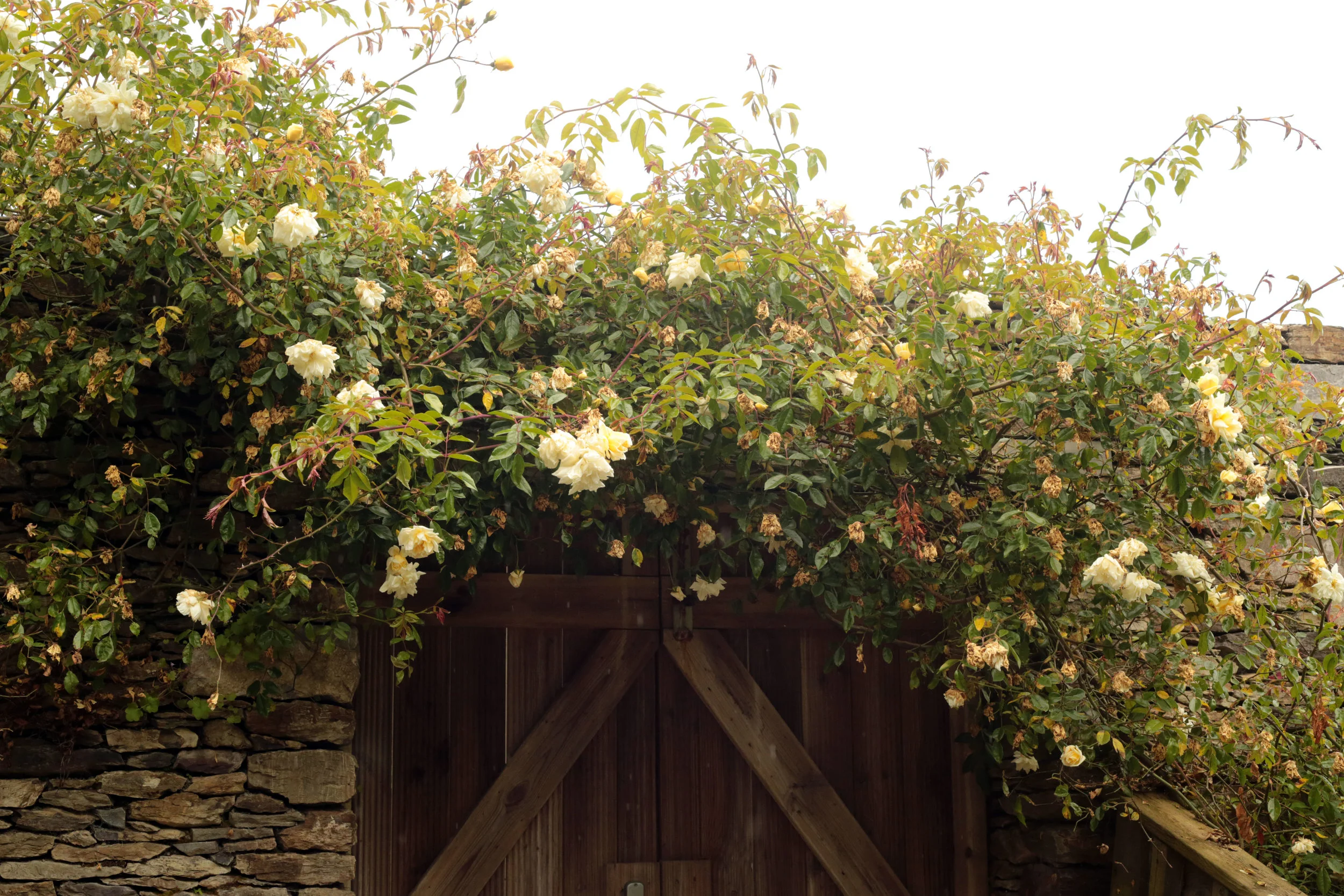 roses 1.jpg
