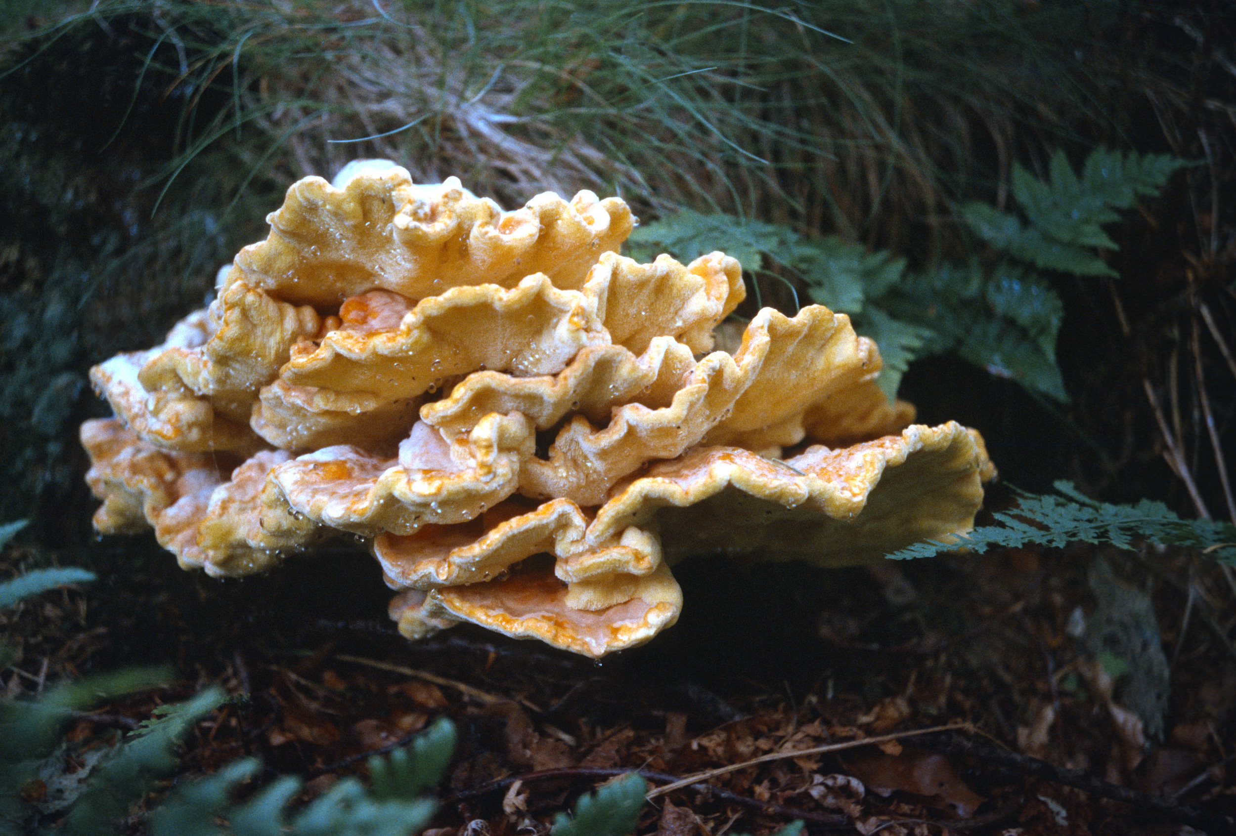  Ripe Fungi, 1998 
