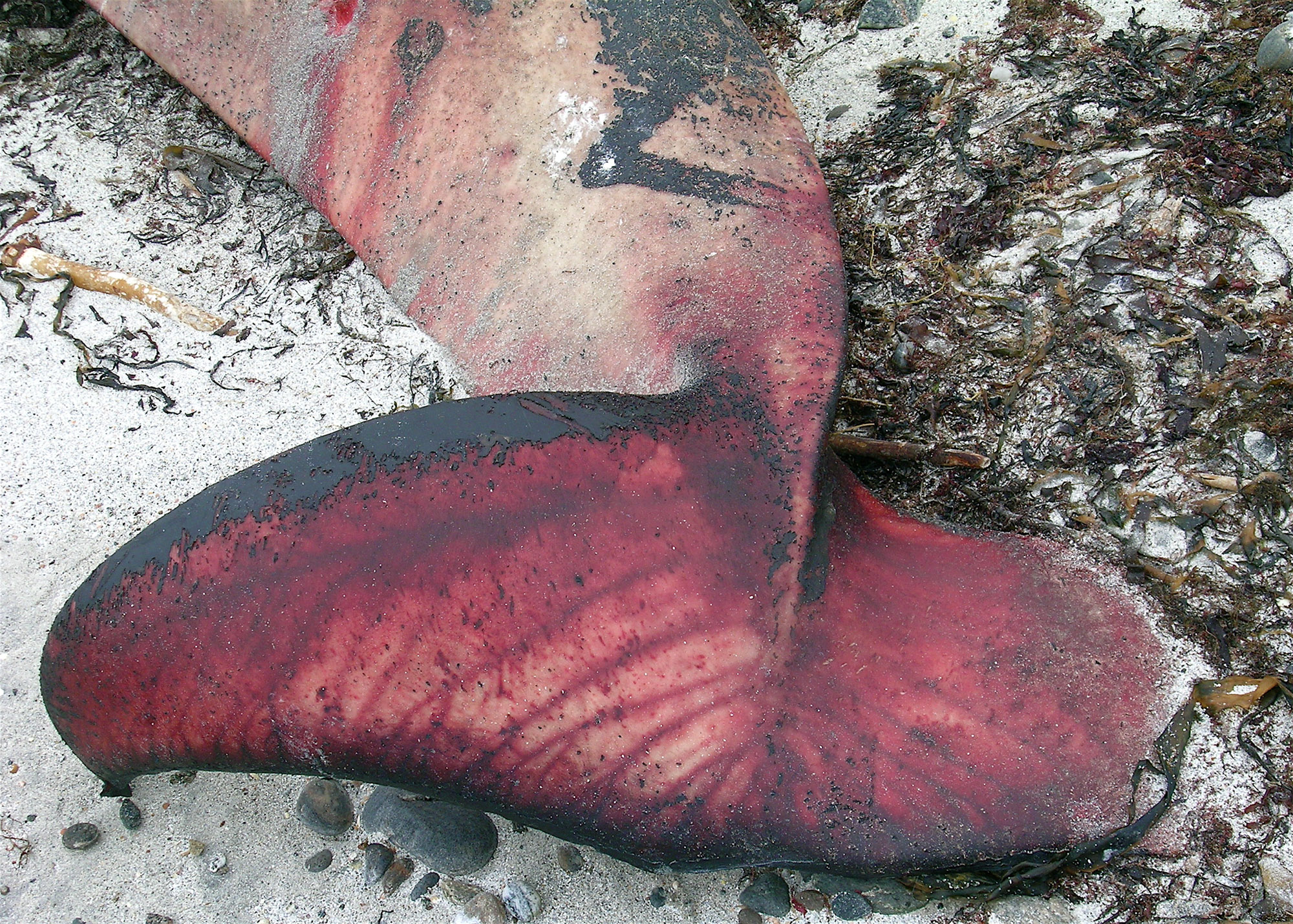   Damaged Nature,  2009 