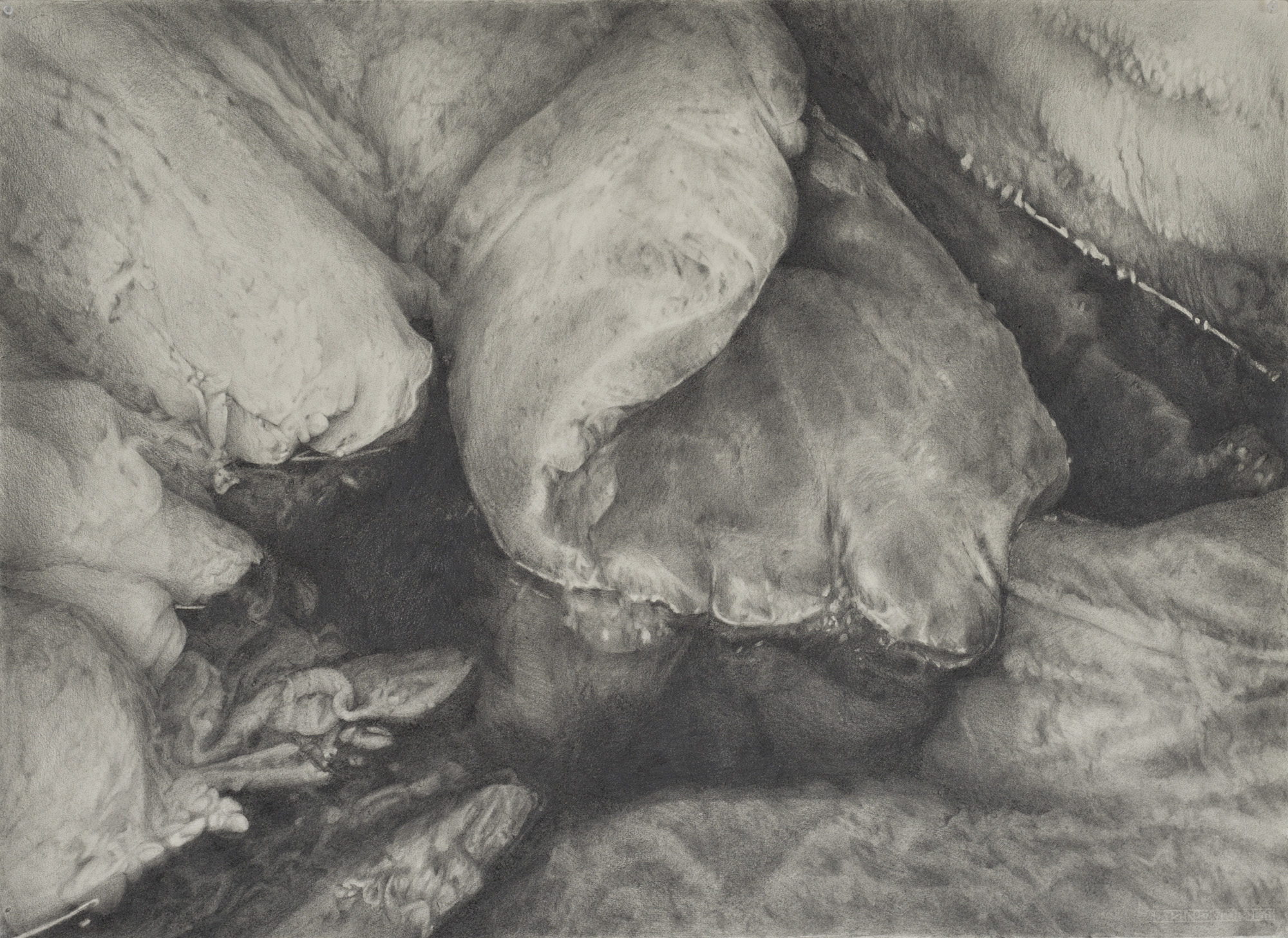  Inside the mouth of the Baleshare Sperm Whale, 2013-14   Graphite on Hahnemuhle paper, 300gms, 78 x 106 cm                                                              Private collection   