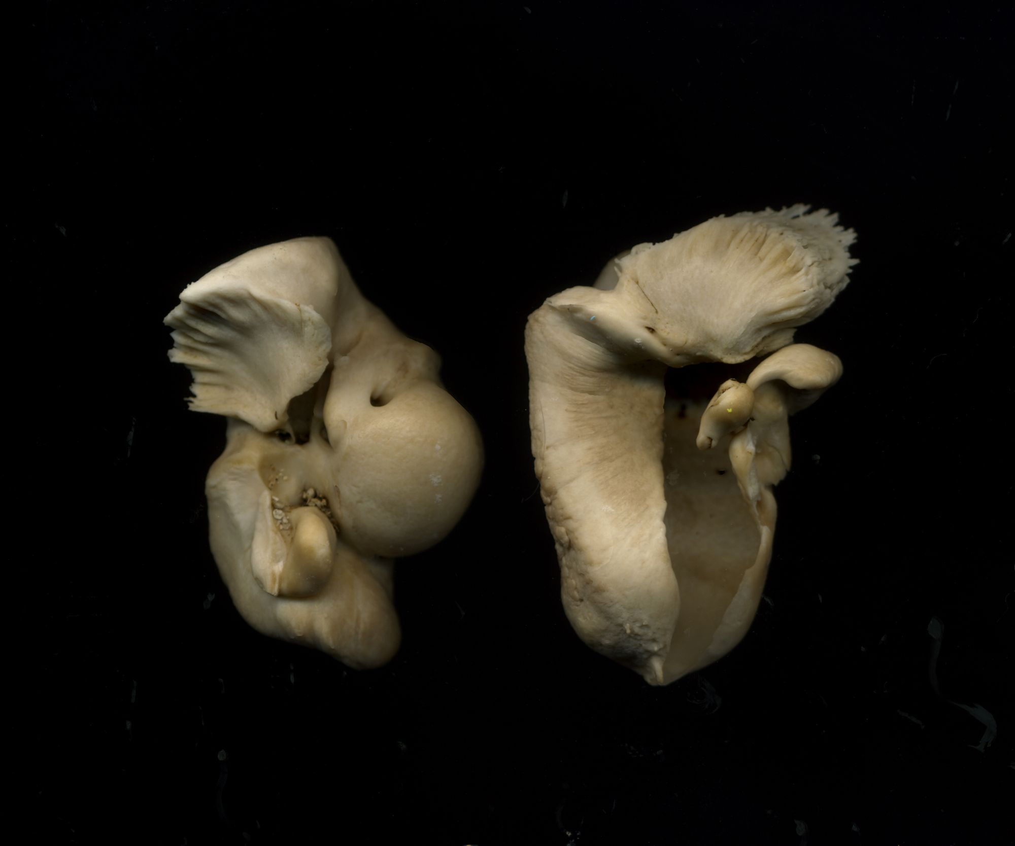   Tympanic bones, (White sided Dolphin),  2010 