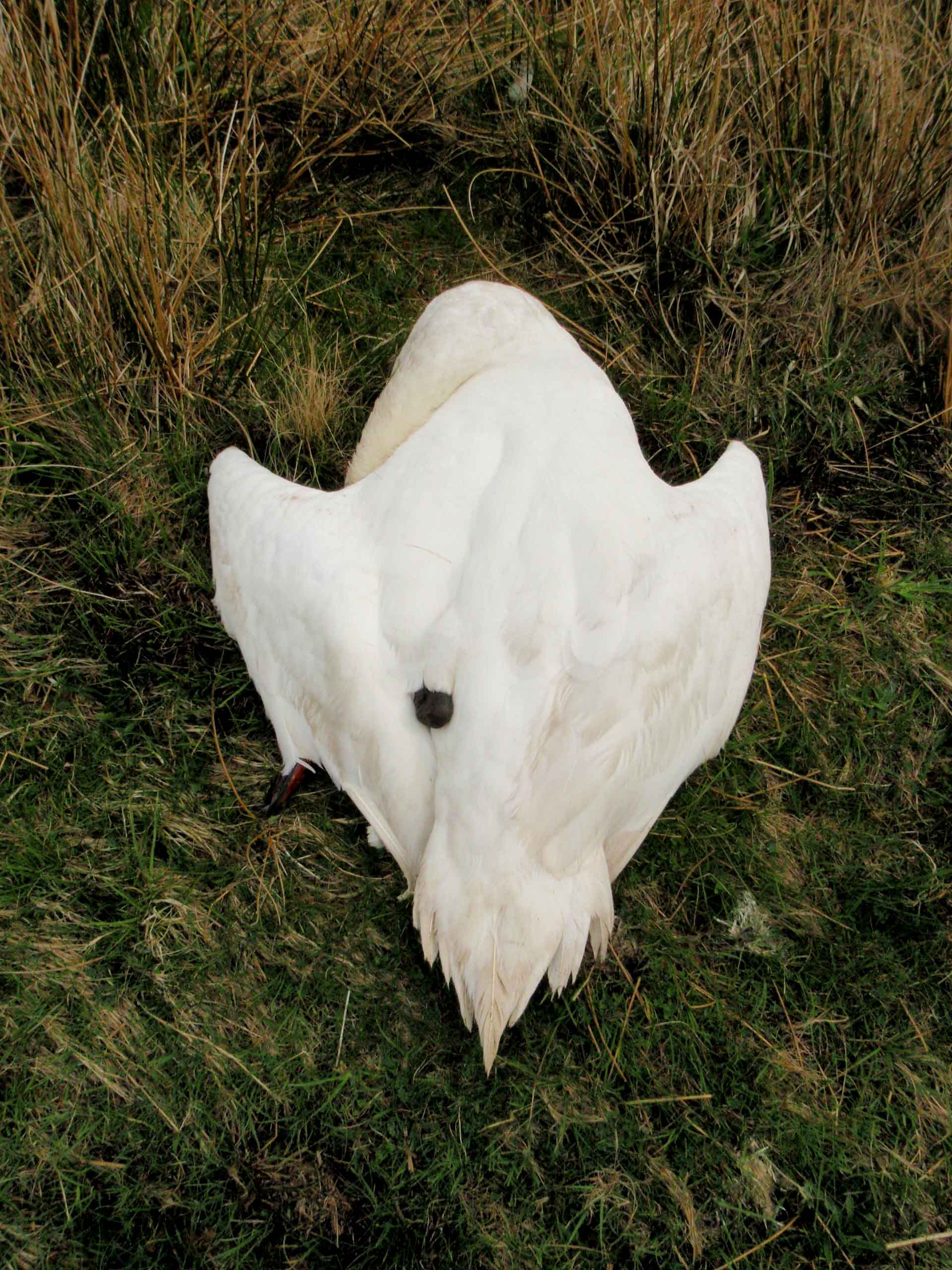  Mute Swan,  2013 