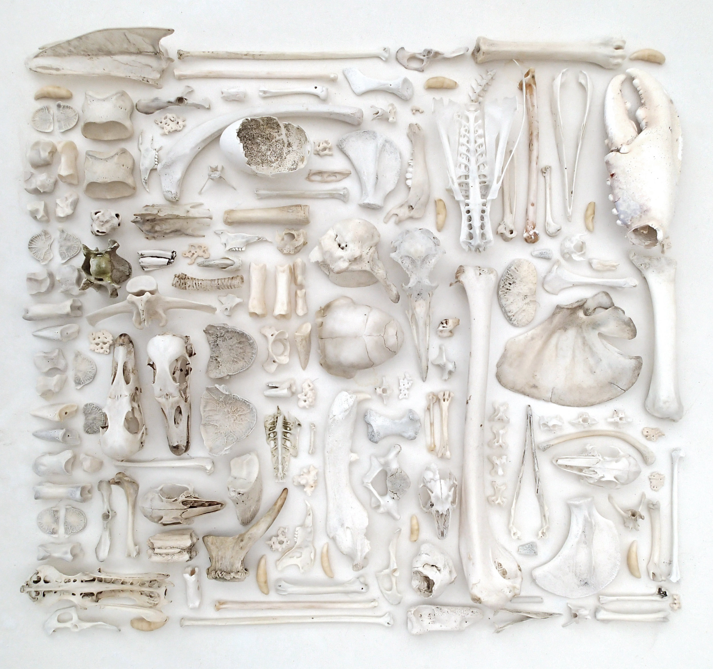  As We Are Now (i)  Mixed faunal remains, 100 x 100cms, 2014                                                                                                                                        