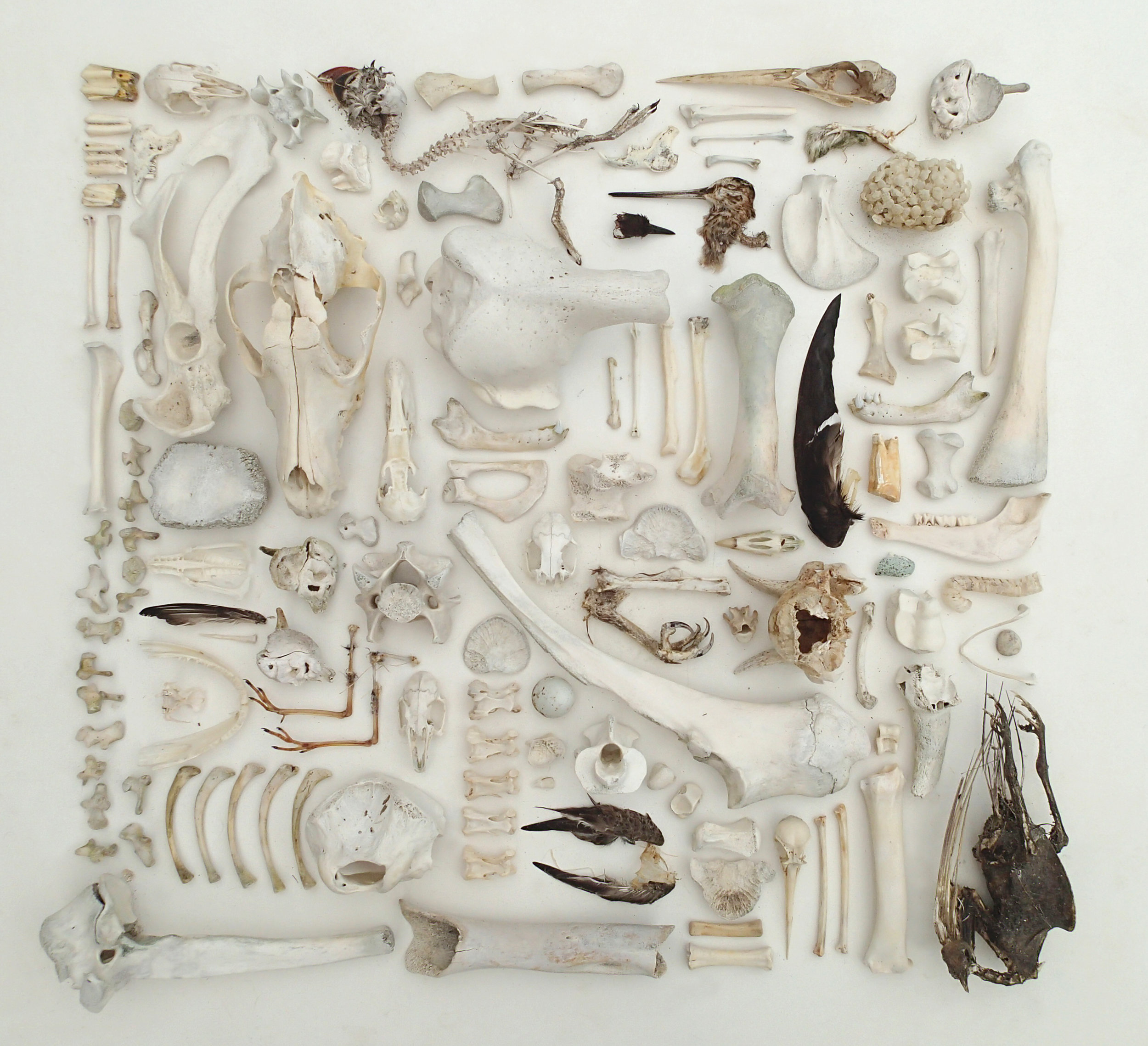  As We Are Now (iv)  Mixed faunal remains, 100 x 100cms, 2014 