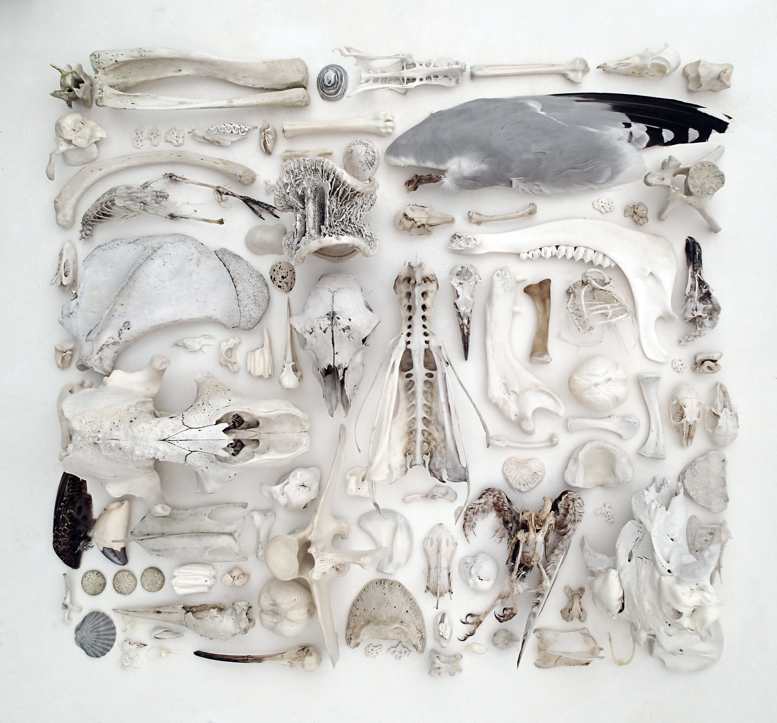  As We Are Now (ii)  Mixed faunal remains, 100 x 100cms, 2014 