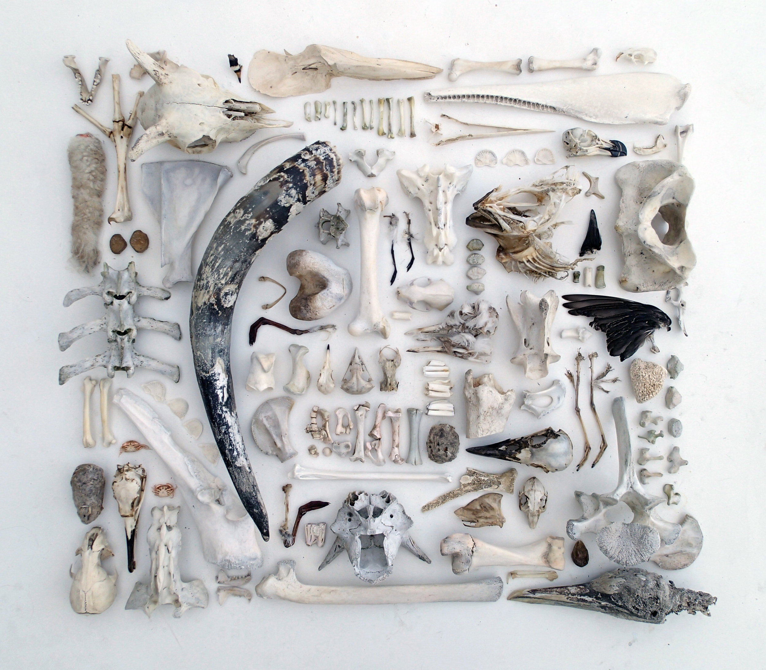  As We Are Now (iii)  Mixed faunal remains, 100 x 100cms, 2014 