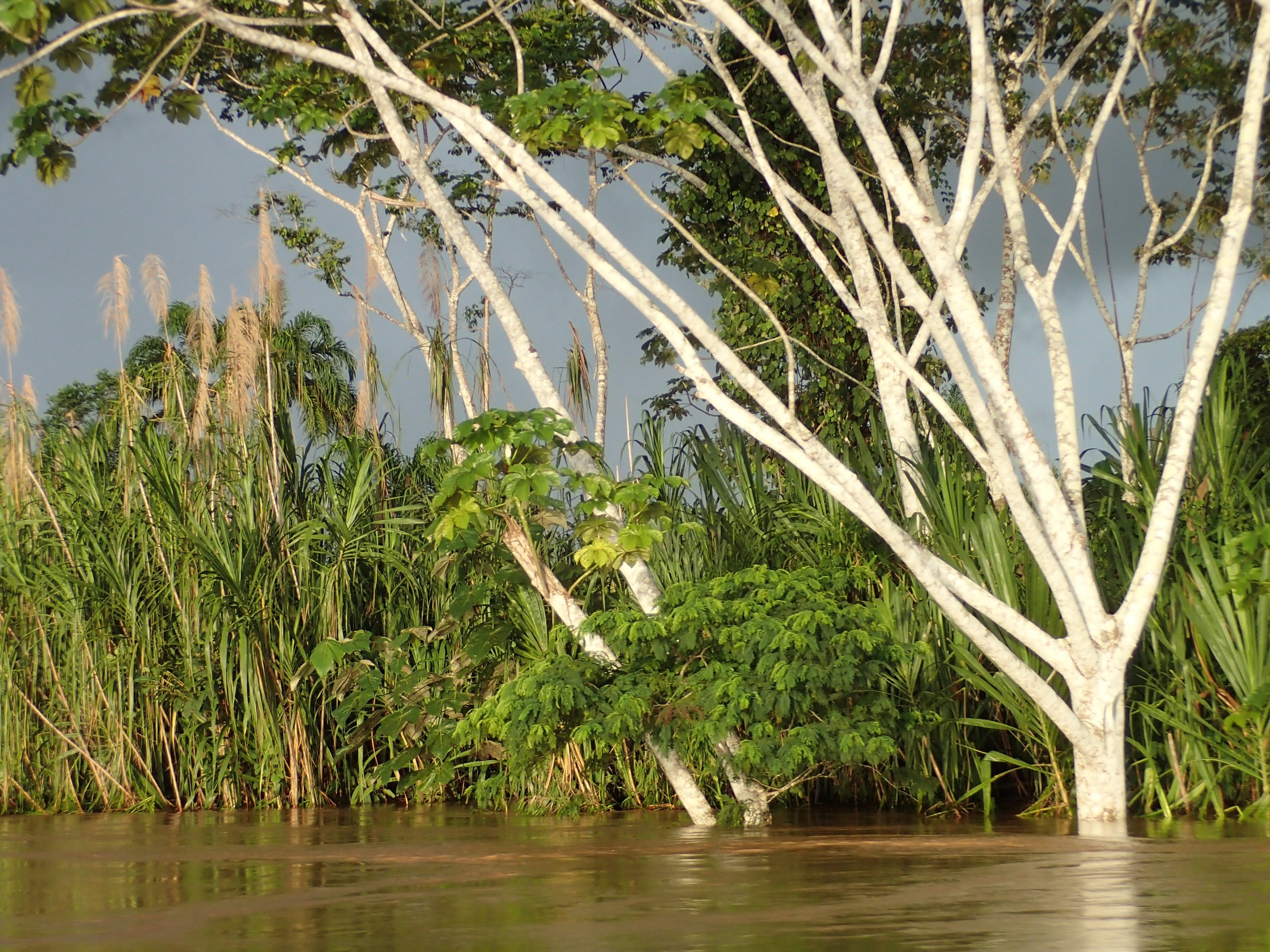 Flooded jungle