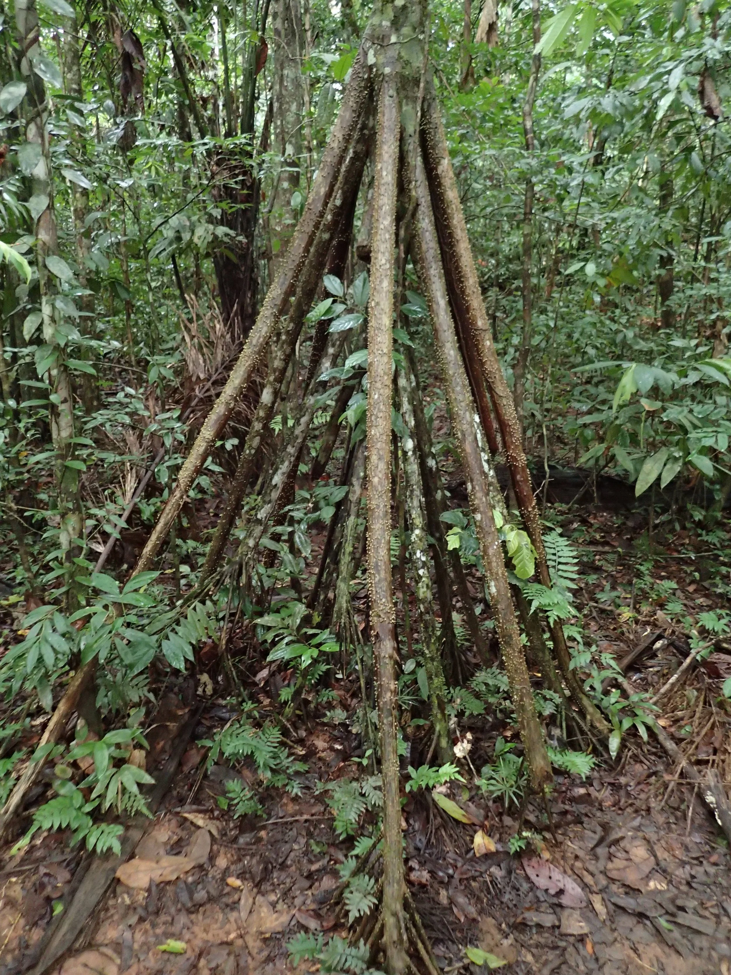 'Walking palm'