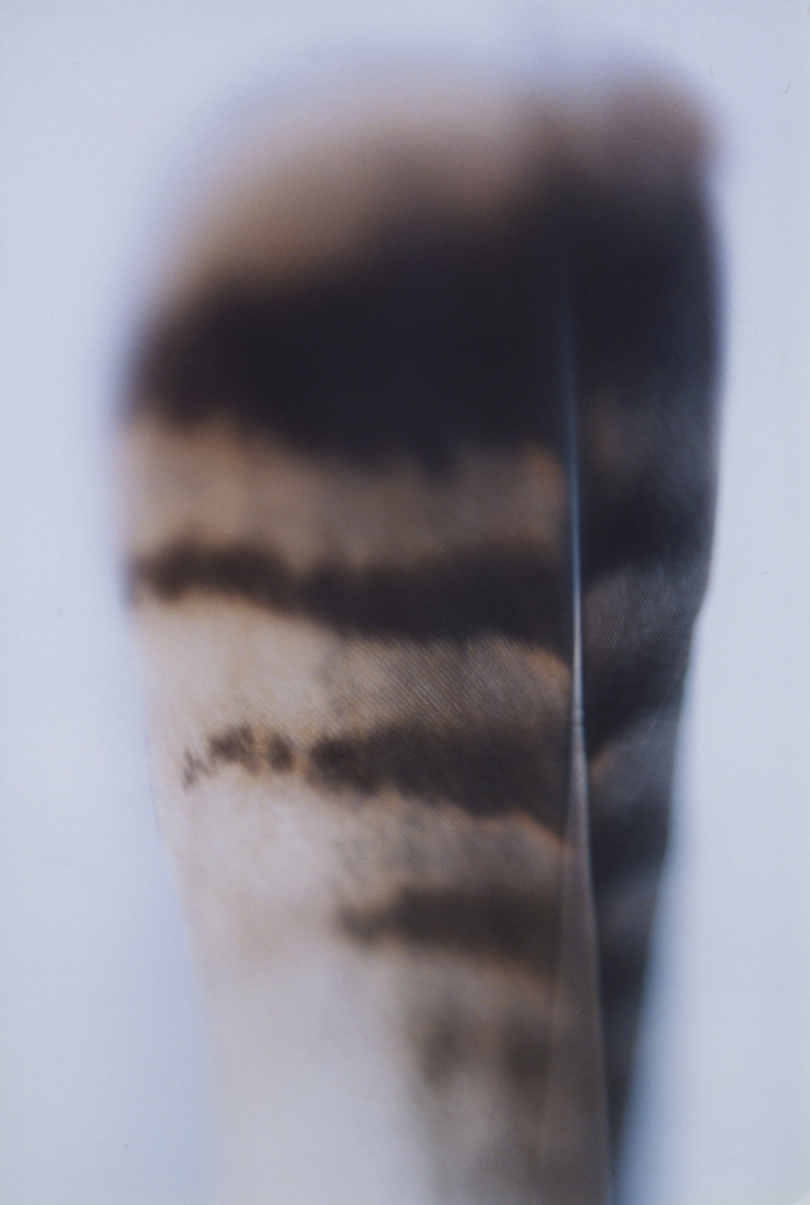Buzzard feather, 1996
