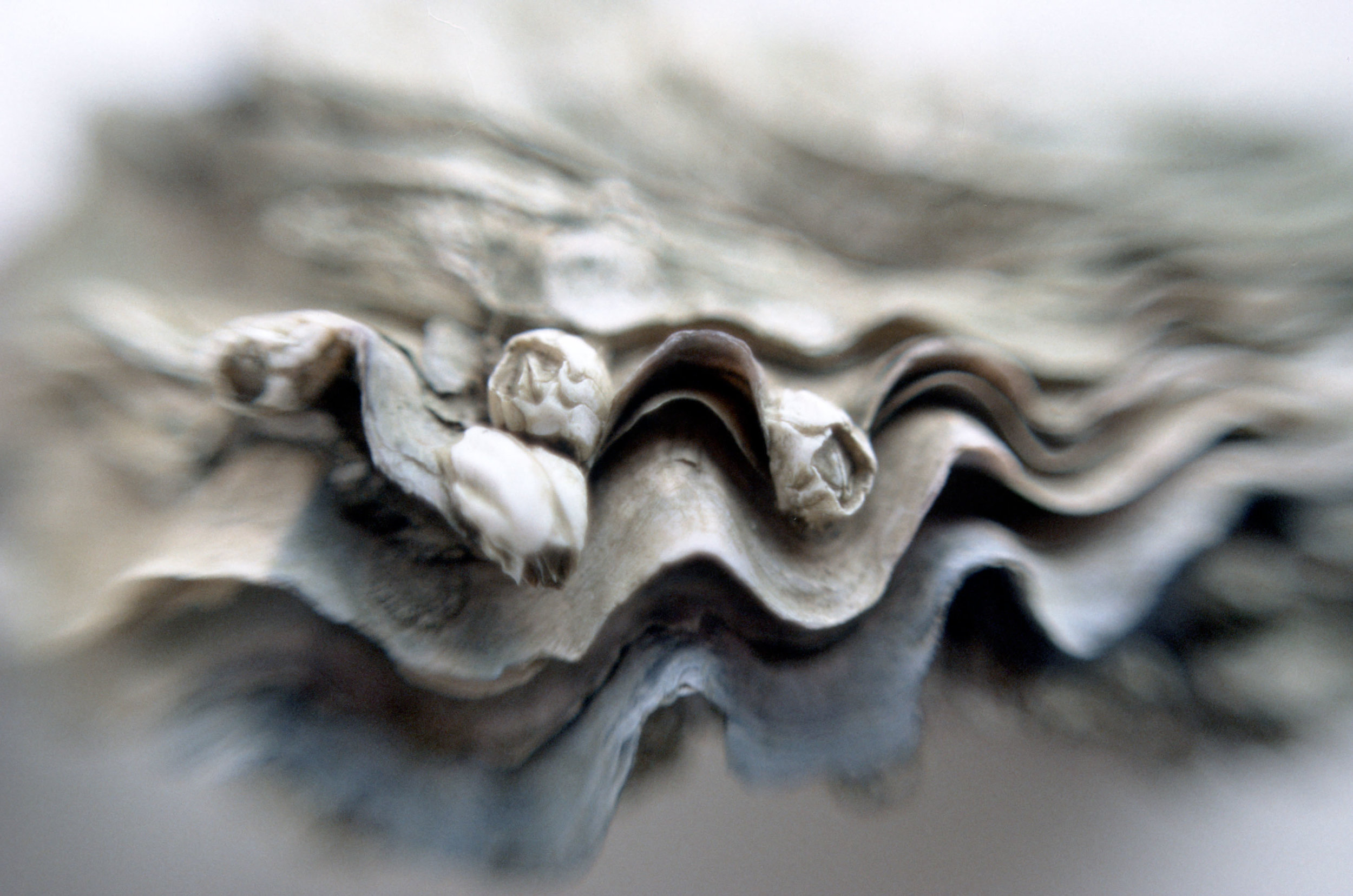 Barnacled oyster shell (ii), 1991 