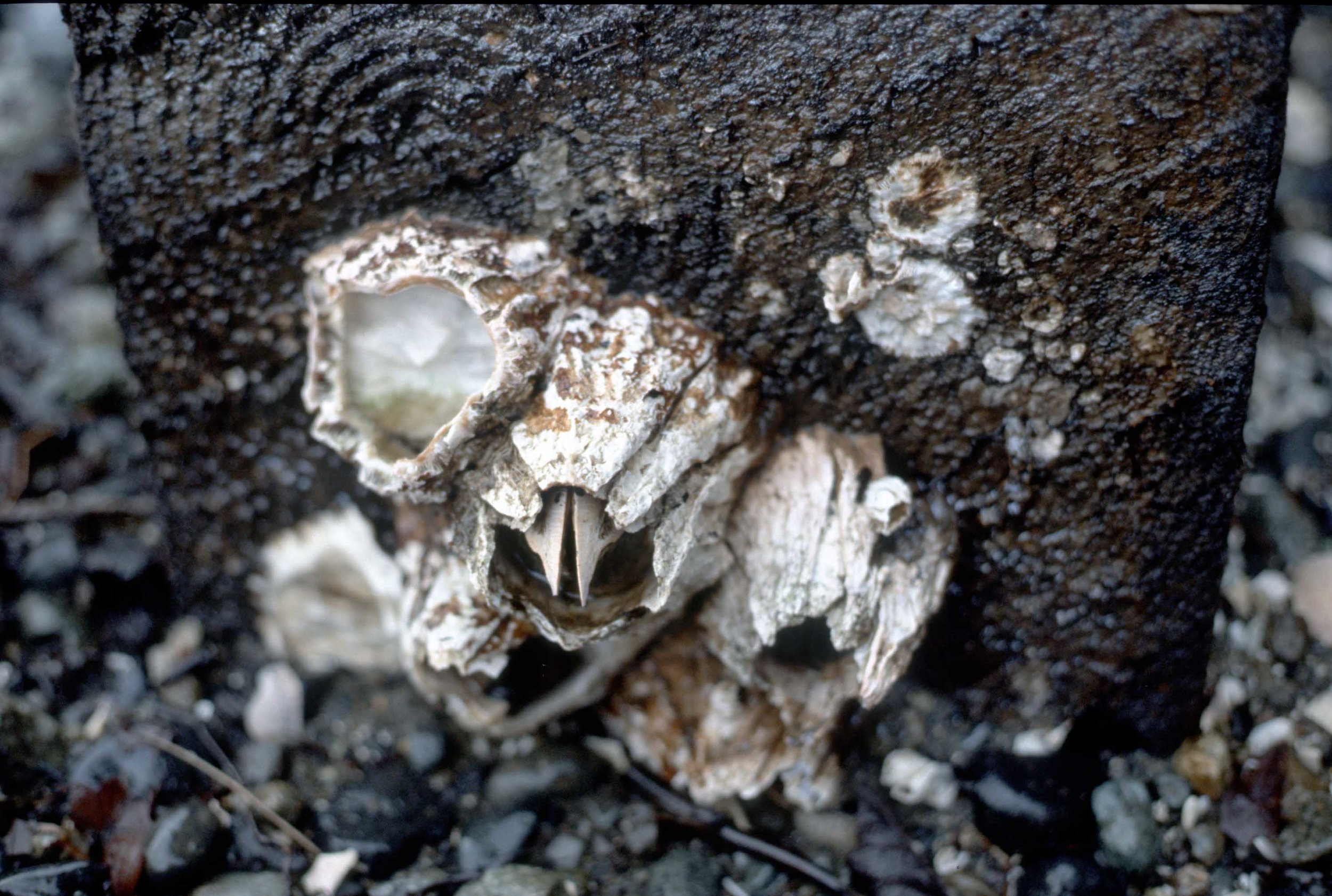 Beak, 1991