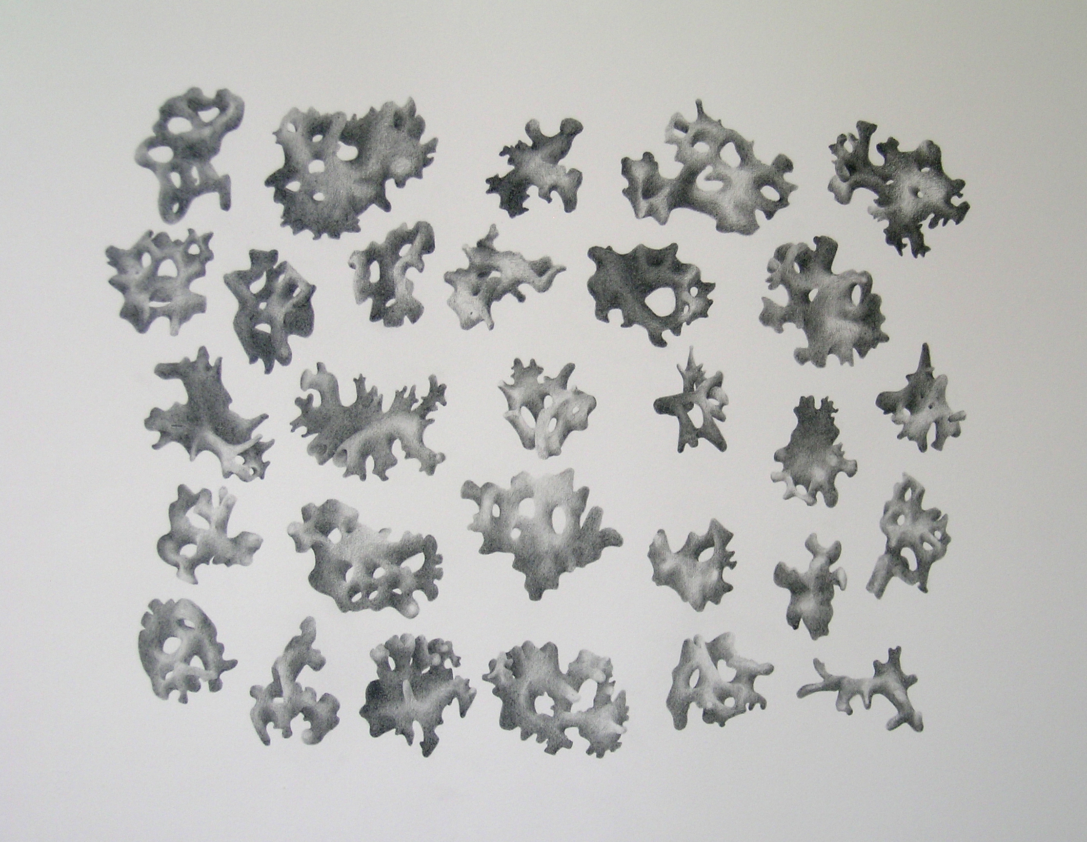  Berneray Beach Coral, 2010   Graphite on Hahnemuhle paper, 300gms, 30 x 42 cms  