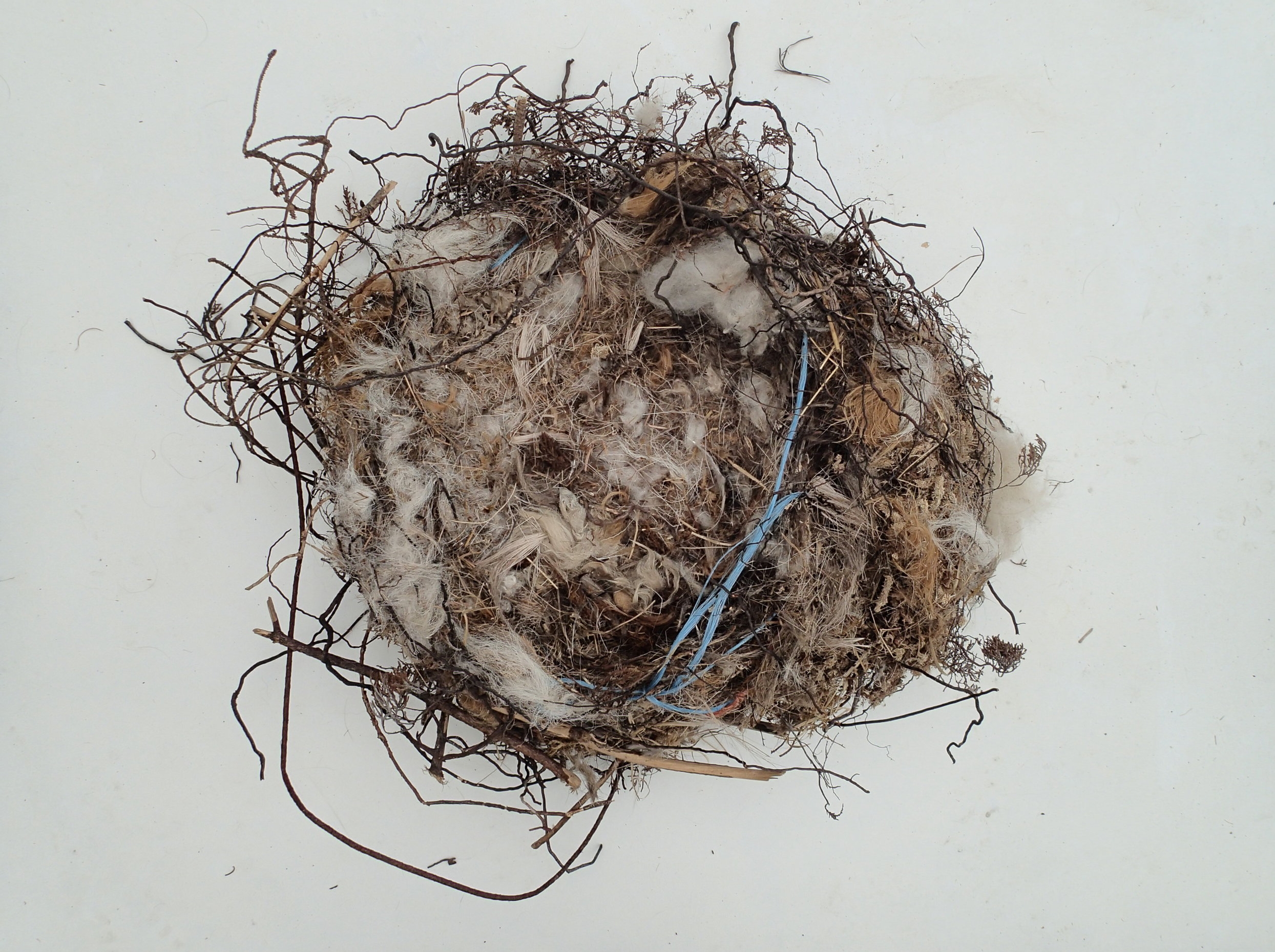   Found (ii) Failed Ravens' nest , 2015 