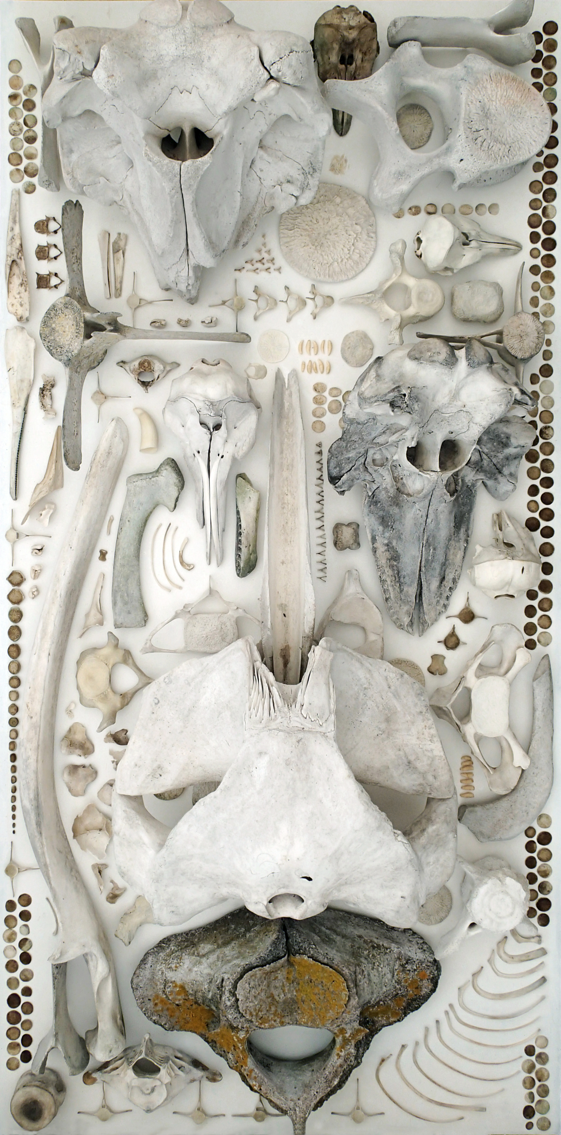  Oceanic (i), 2015                                                                               Various Cetacean bones collected by the artist, arrayed. Digital pigment print on Hahnemuhle Photo Rag, 308gms 24.5 x 48cm (edition of 20) 