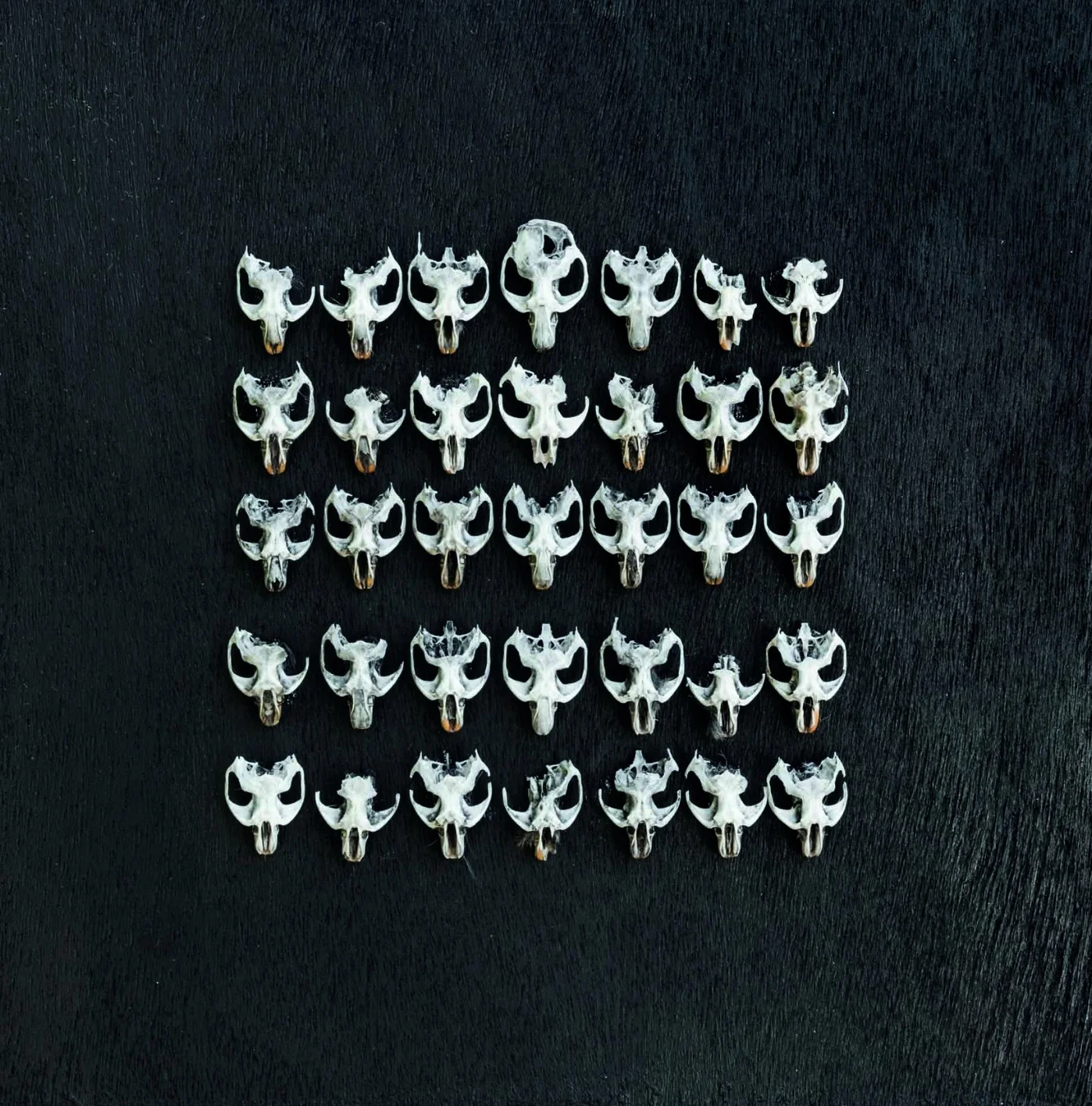 11 days, 2015