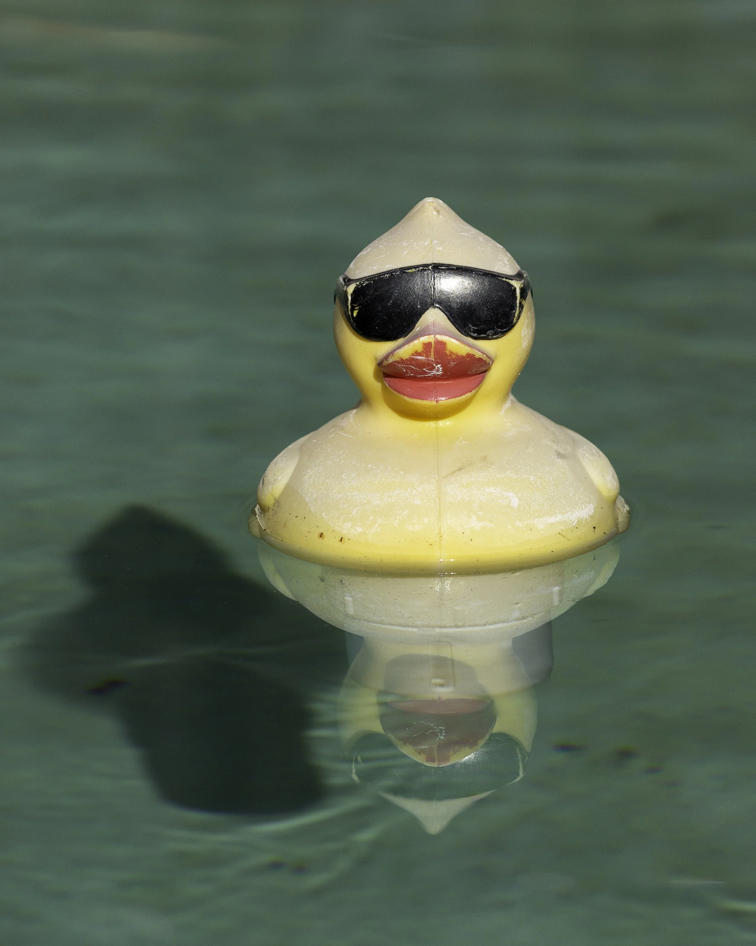 5. Duck in the Pool.jpg