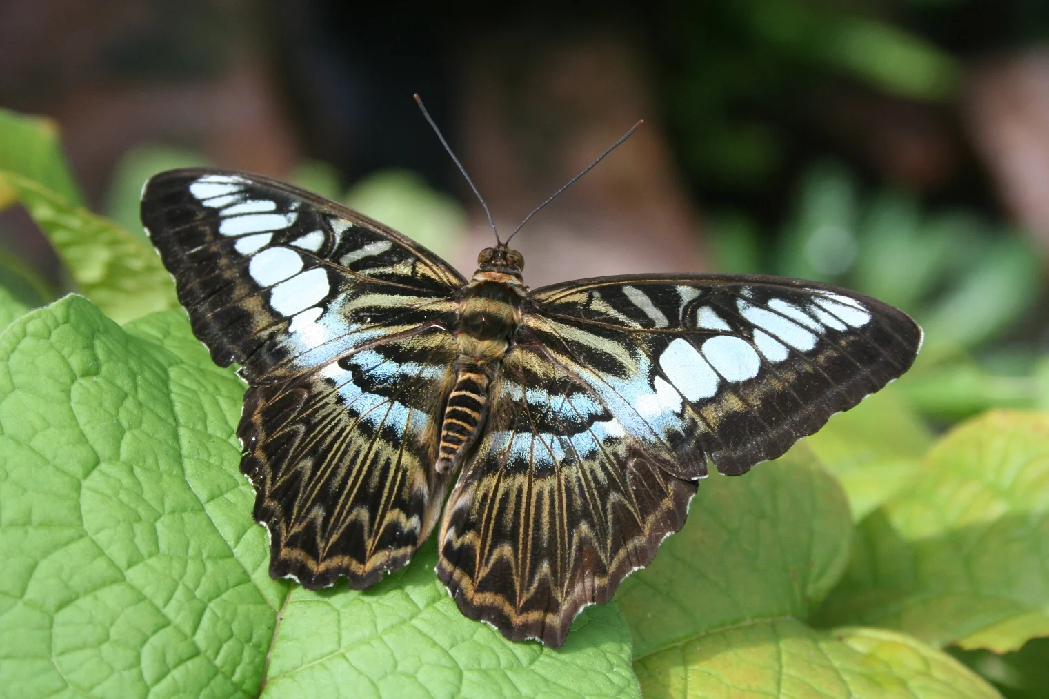 NEW ZEALAND 1010.JPG