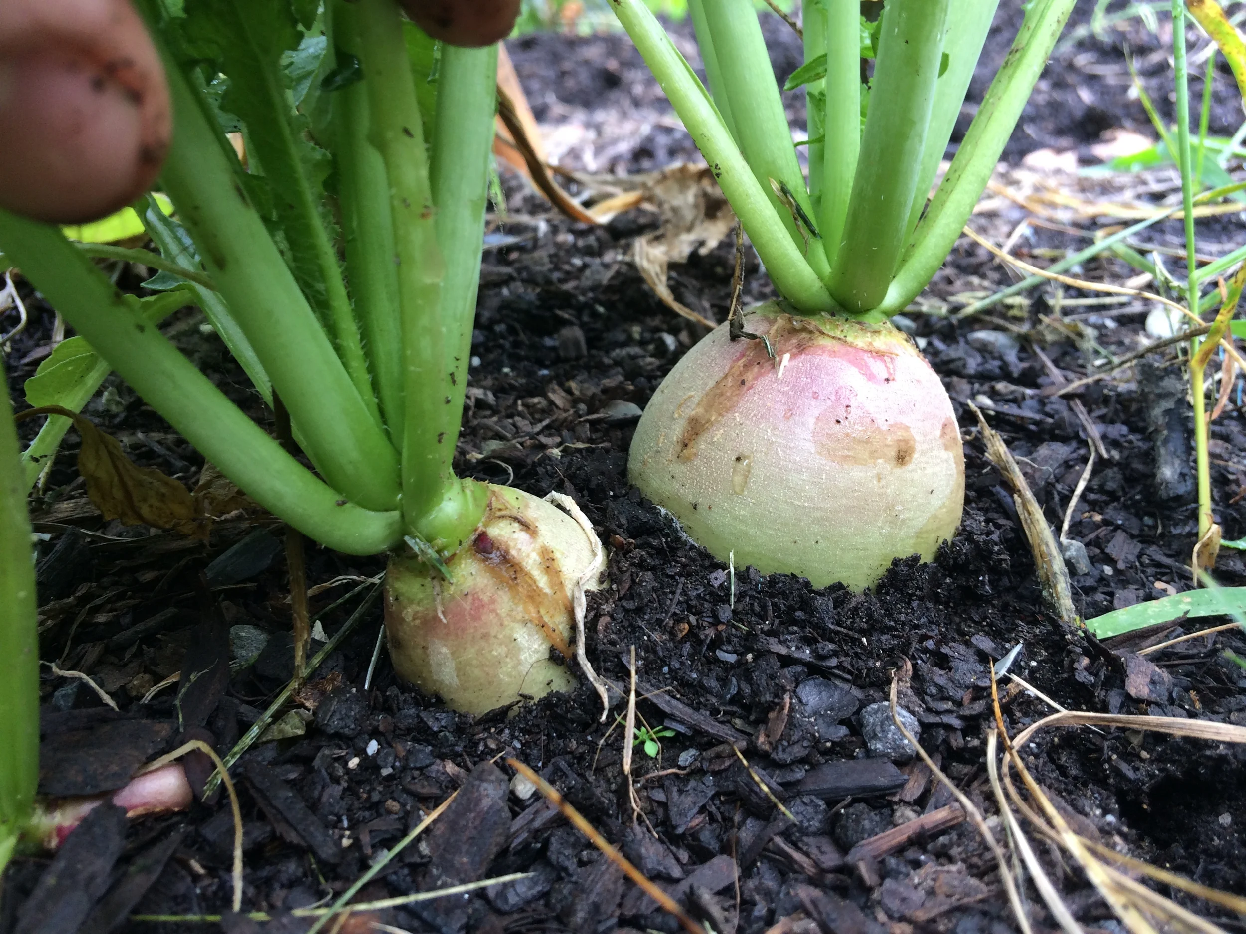 Photo: The Tipsy Tomato's Veggie Garden, Johnny's Selected Seeds Red Meat Radishes .