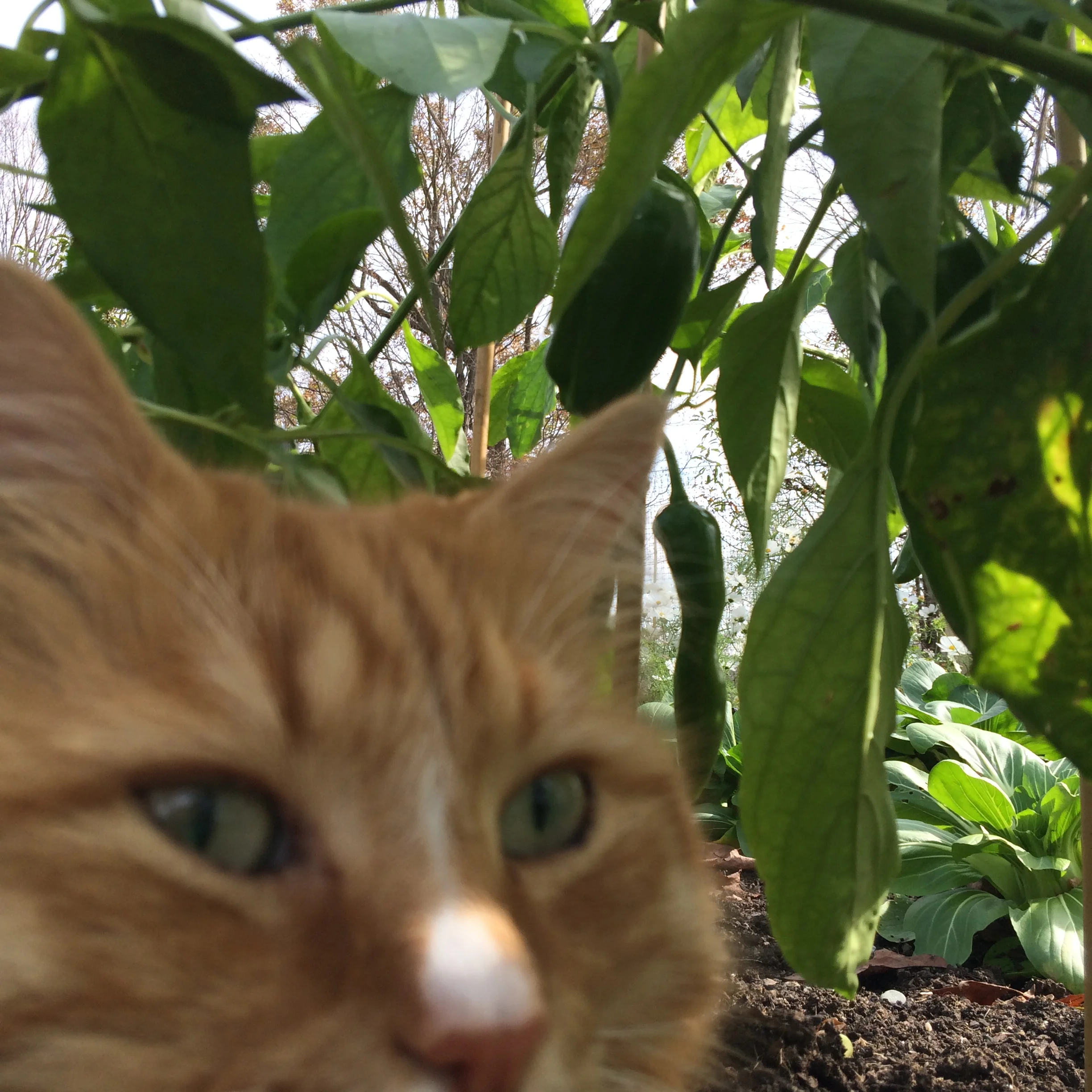 Photo by The Tipsy Tomato. As promised, Tumbles stars in most photos. Here, near late fall's pac choi & peppers.
