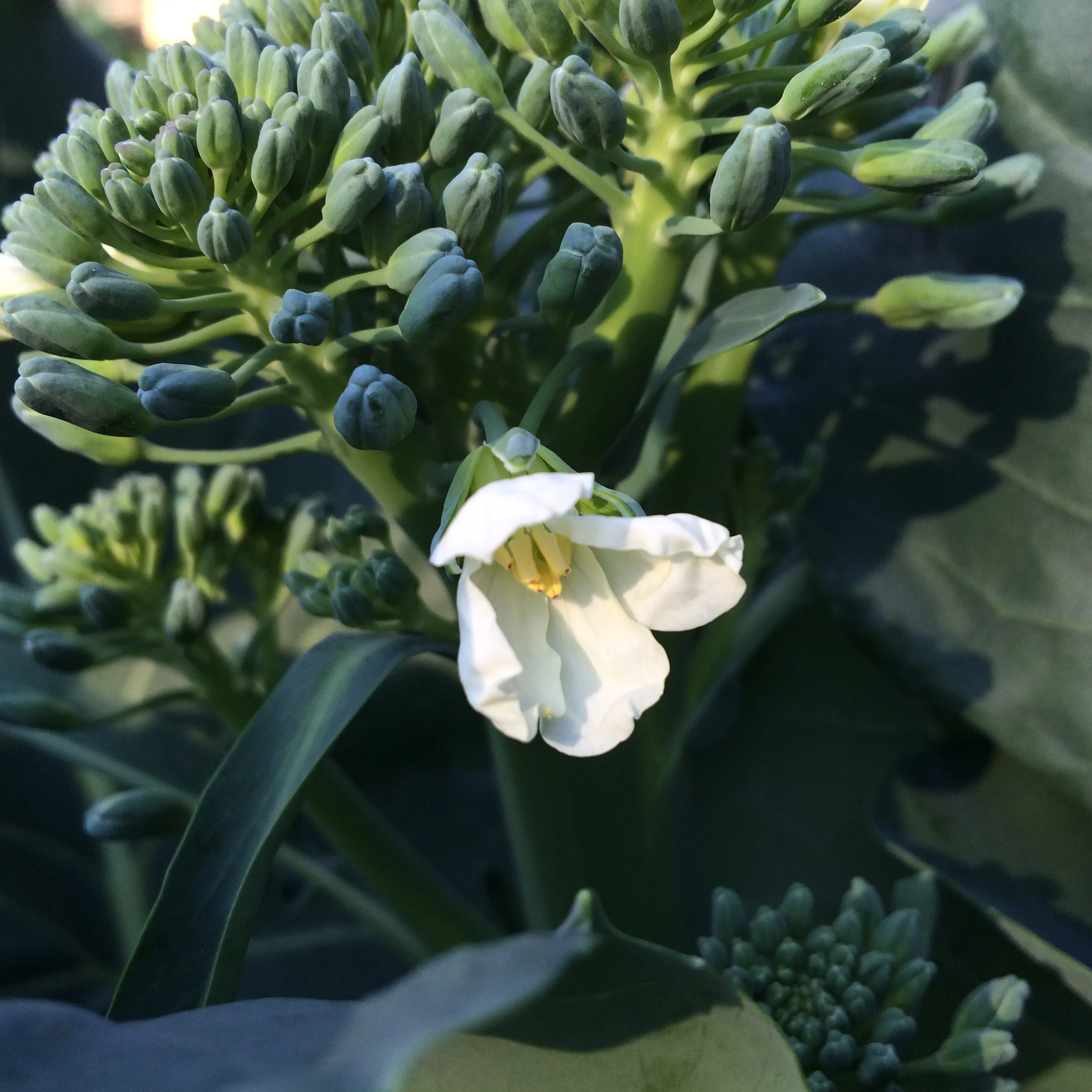 Broccoli is the New Chocolate Cake