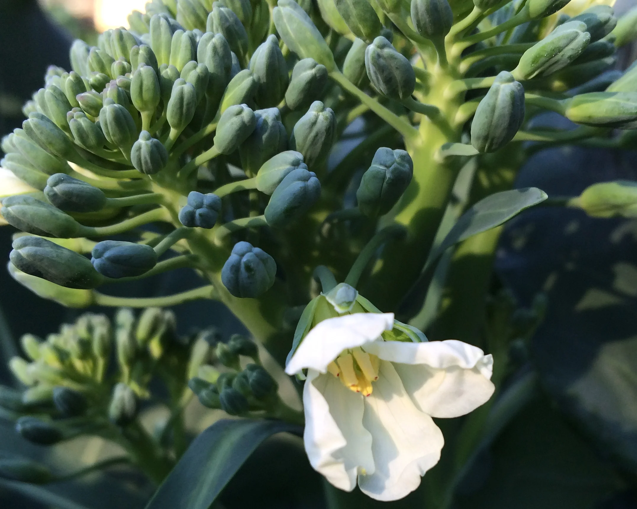 Photo by The Tipsy Tomato. "Happy Rich" broccoli sown from Johnny's Selected Seeds