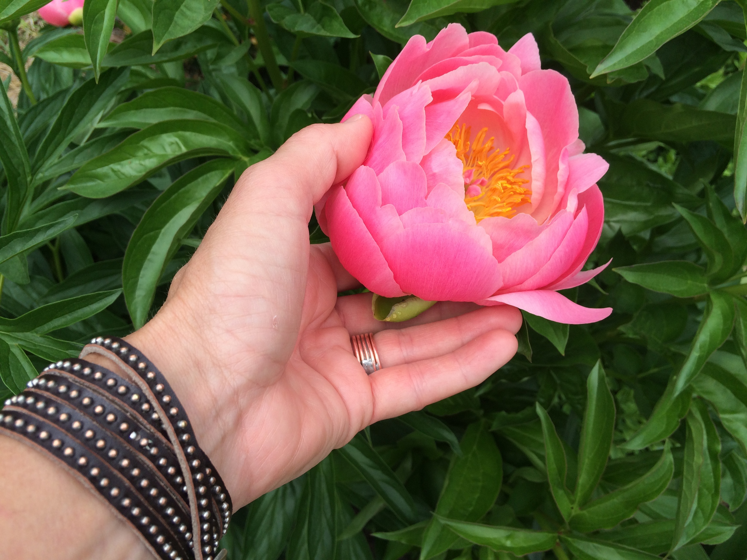 Voles or No Voles: For a first time, this year's peonies bloomed like a million hot air balloons floating low in the sky.
