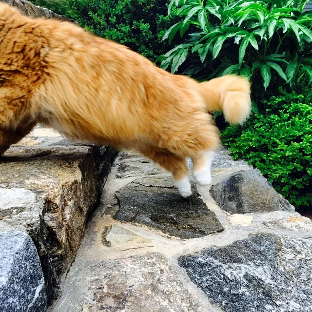 Not Now. I've Got Vole-itis