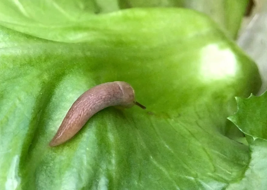 The Upside Of Slimy Slugs