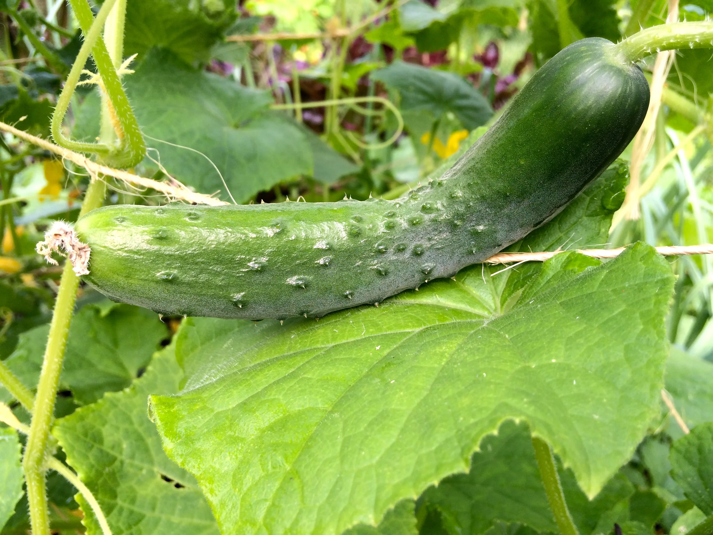Reassuring A Worried Cucumber