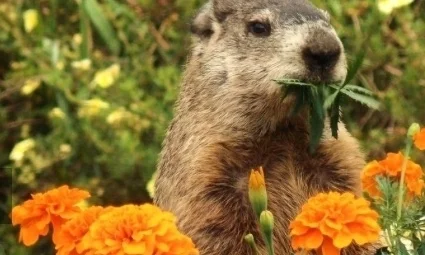 The Ground Hog Who Ate My Brassica