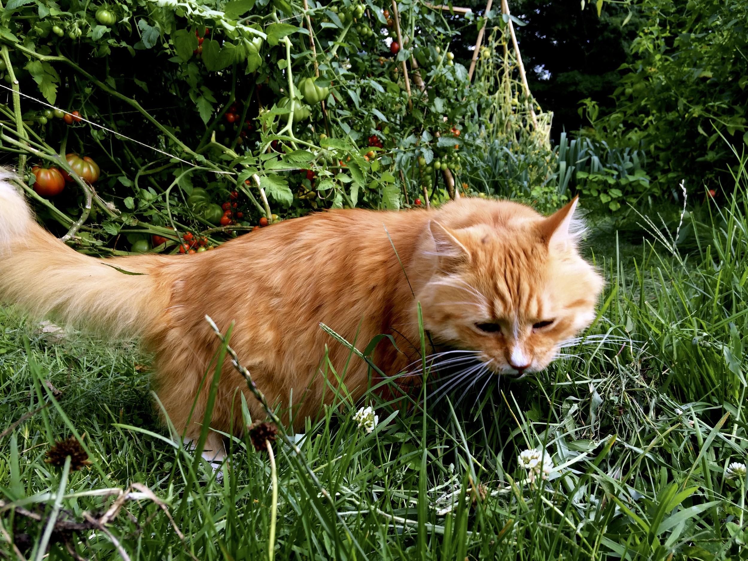 Tumbles and the scent of a groundhog: Somebody's been sleeping my bed.
