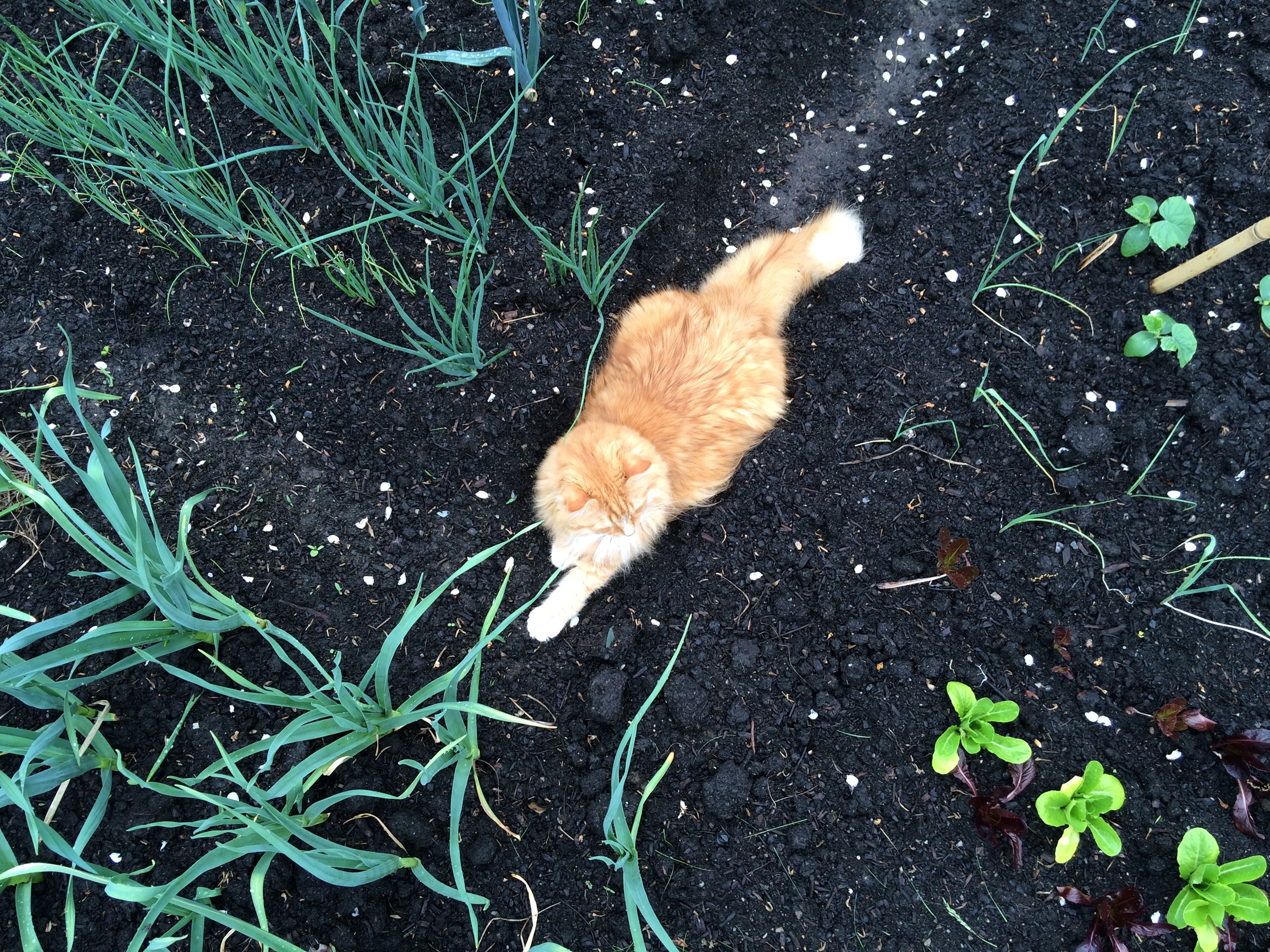 Dissing The Garden: Why Couples Break Up