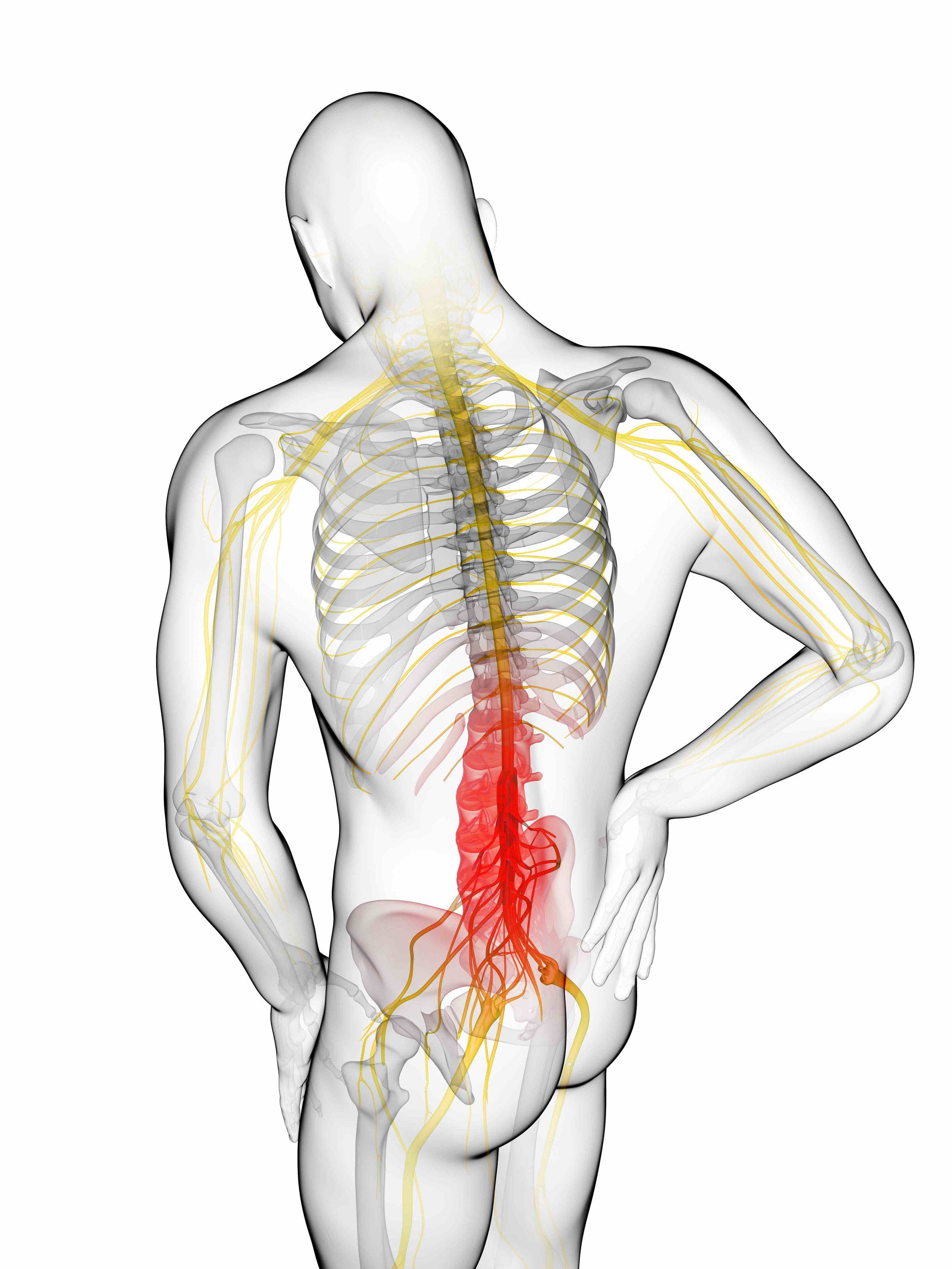 Нервы в пояснице