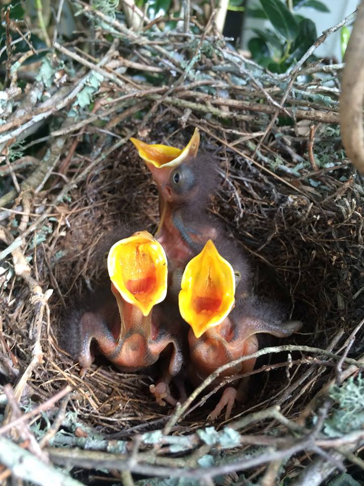 Baby birds. There is a painting of this scene hanging in the shop this July! 