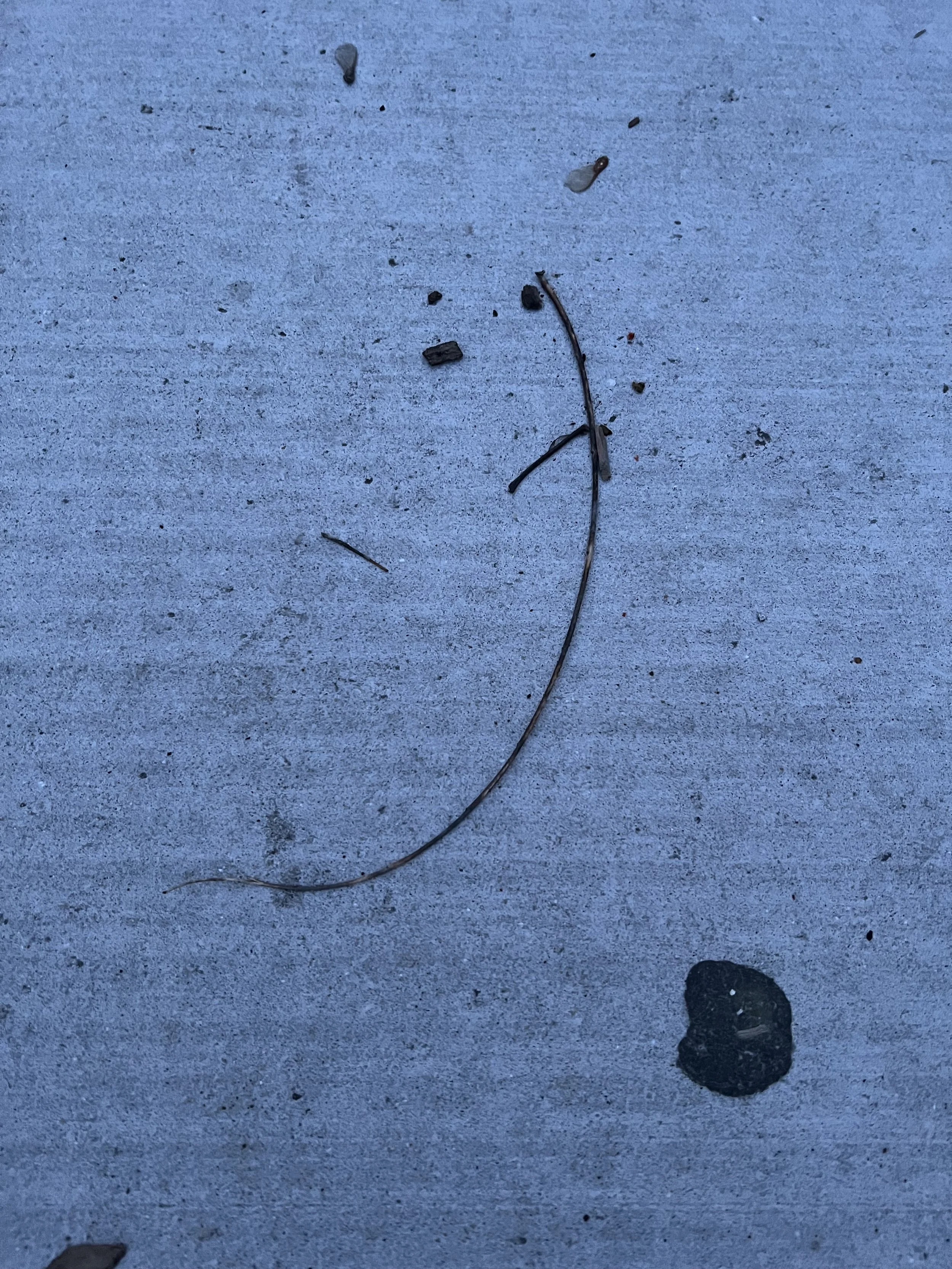 1. Petulance in Blue.jpg