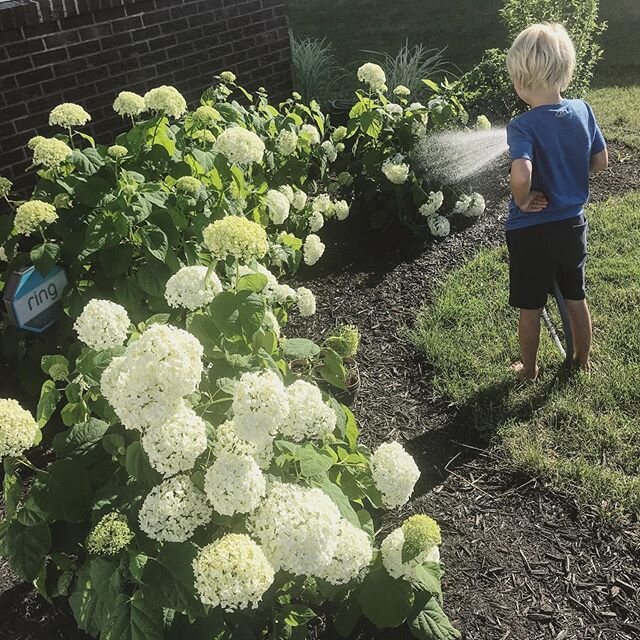 The hydrangeas are in full bloom! They totally make this house feel like *my home*💙 Love them so much!

For those of you asking, my tips for growing hydrangeas are as follows: 1) Plant them in a place where they get a LOT of sun, but a little bit of