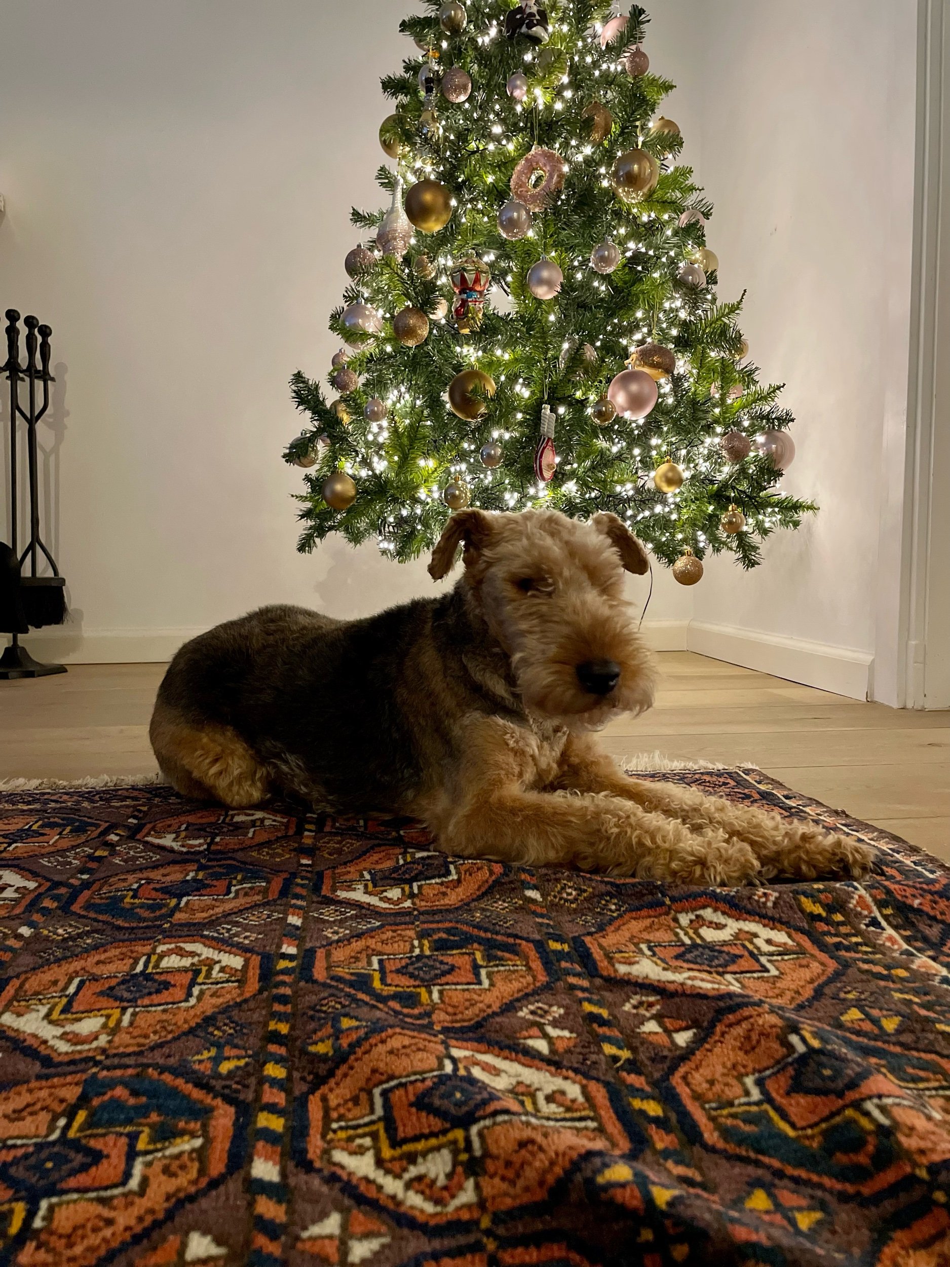 IMG_2481.jpeg