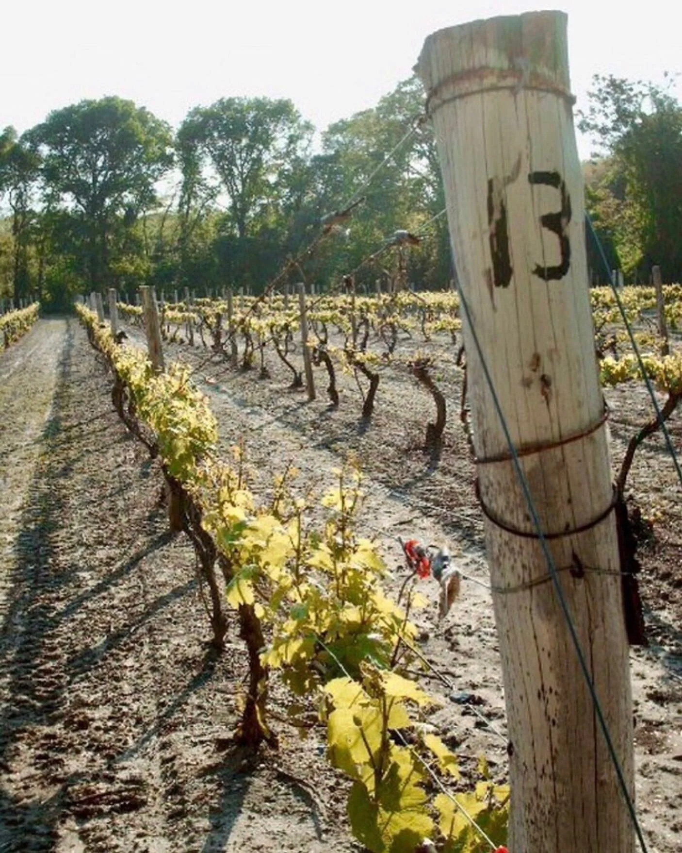 The Early Days of Loughlin Vineyard