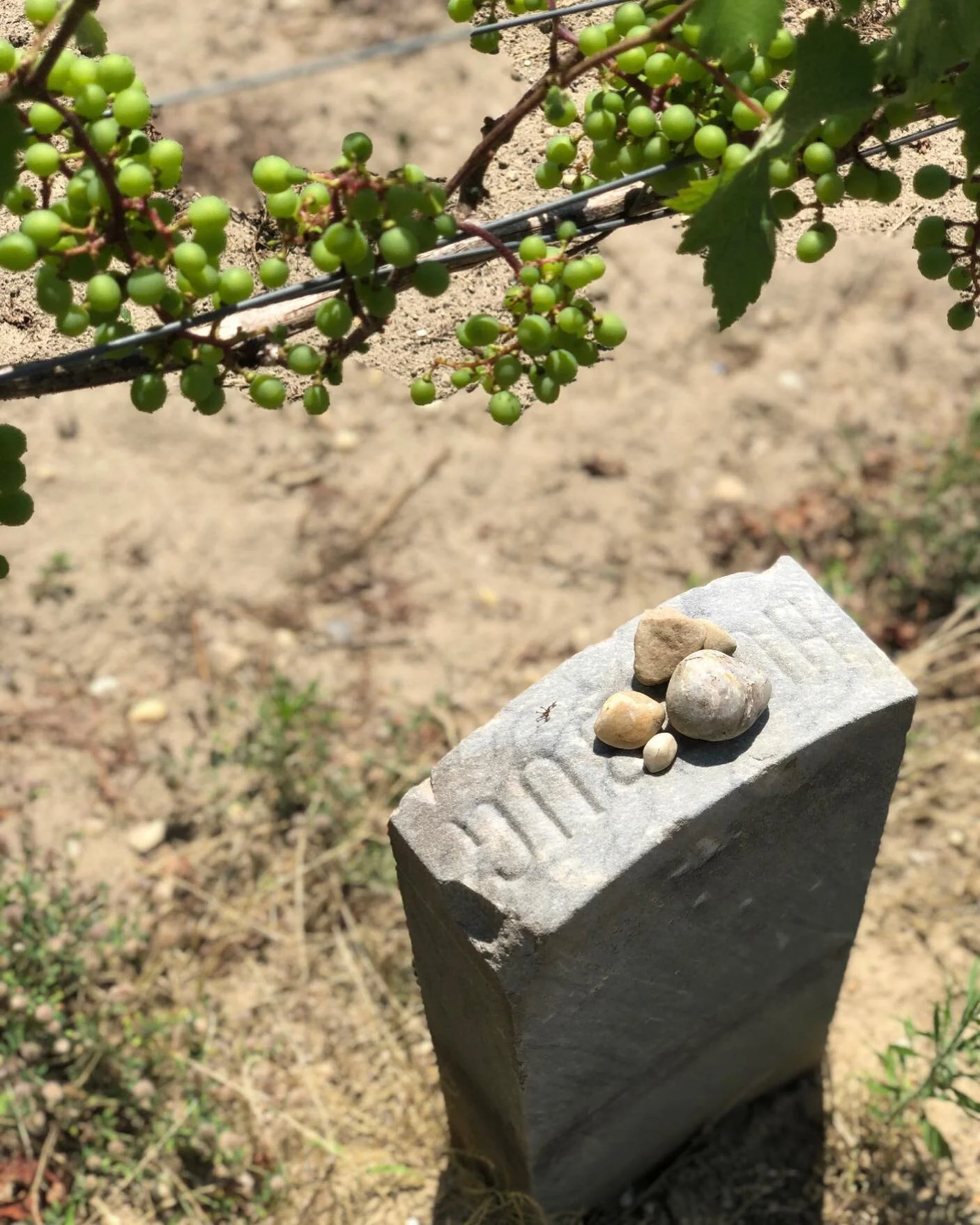 Humbug's Grave