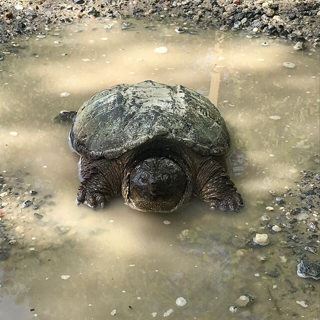 Nature is alive and well at Loughlin Vineyard! The annual laying of snapper eggs started around Memorial Day and lasts until early-to-mid June. These animals lay their eggs all over the Roosevelt Estate and the vineyard. A beautiful sign that summer 