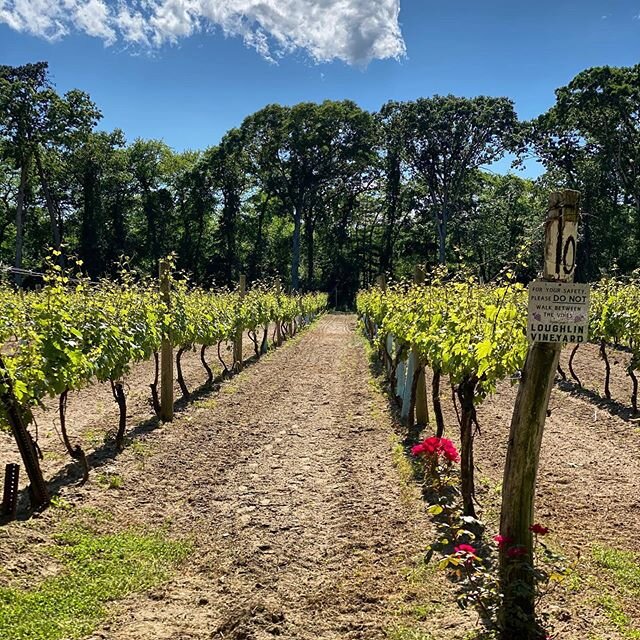 A beautiful day to kick off the Father&rsquo;s Day Weekend! Join us today and tomorrow from 1-5PM to enjoy some wine in the great outdoors 🌾🍷 first come, first serve and masks are required 👍🏻