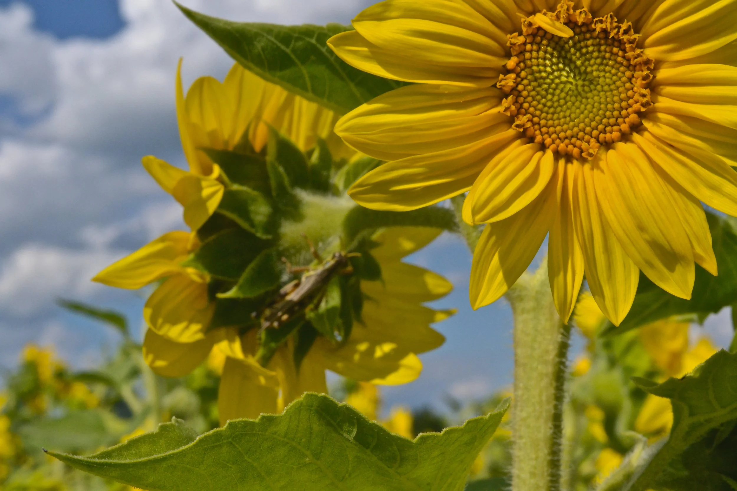 Witches and Wizards Camp for Kids!