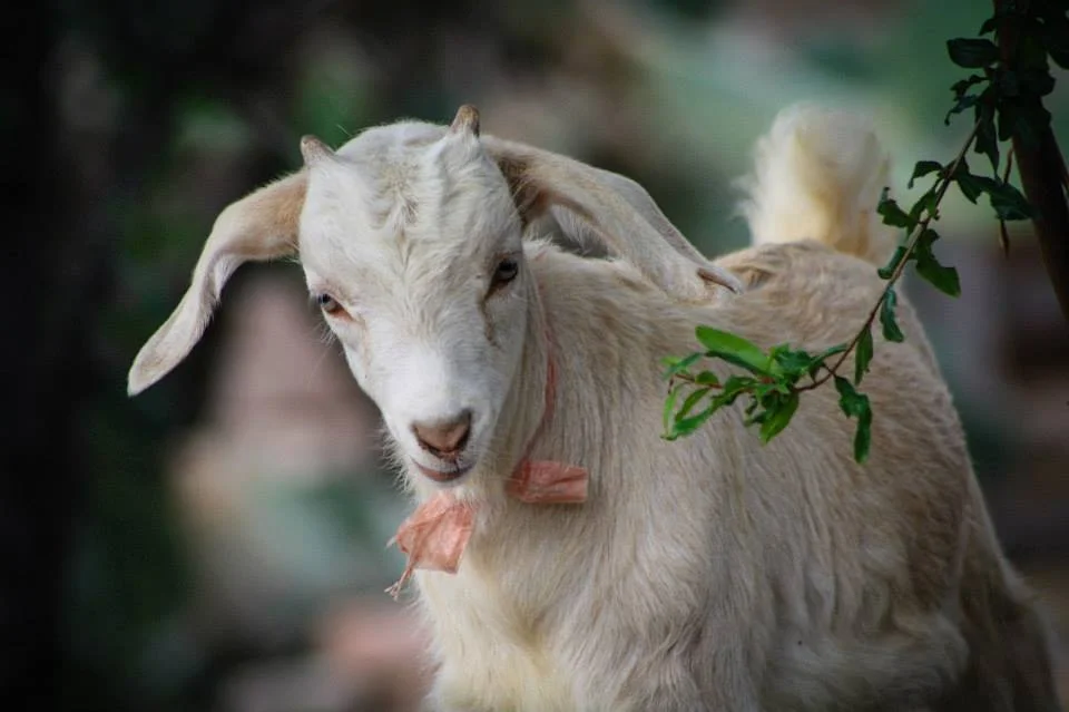 goat.jpg
