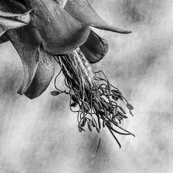 Columbine