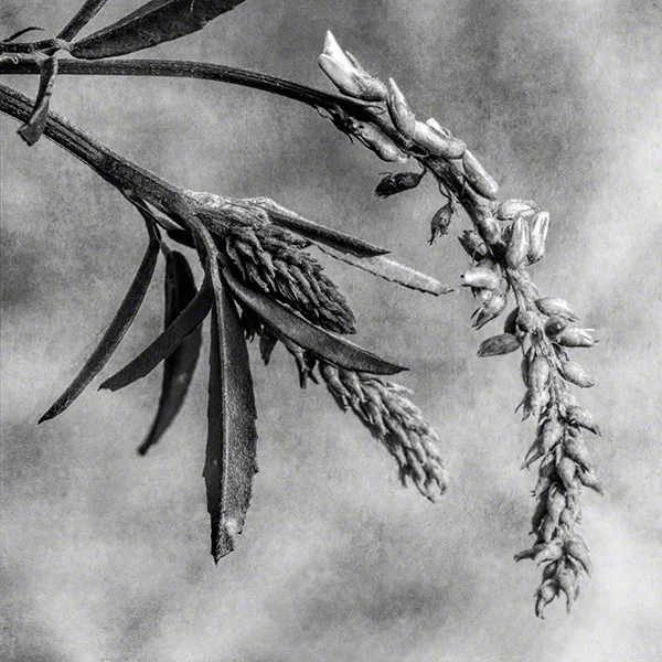 Wildflower