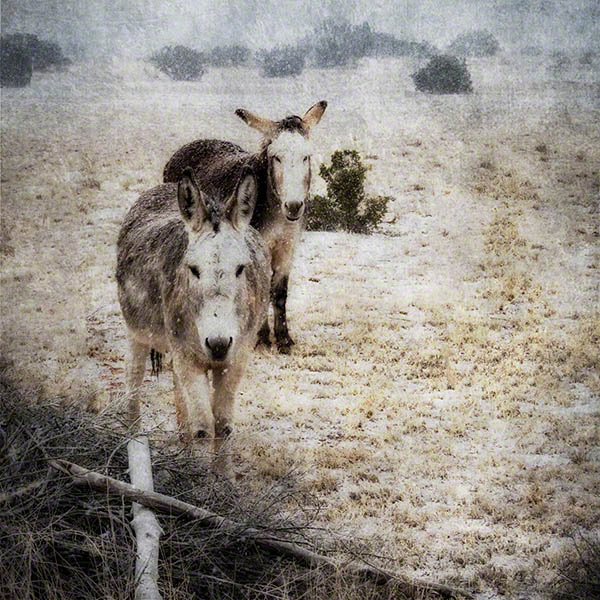 A Gentle Snow II