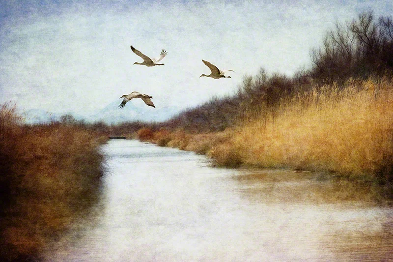 ‘Three Cranes’. Textured Photograph.