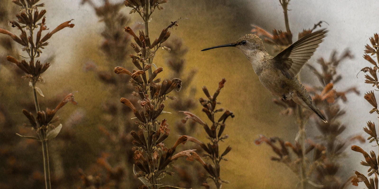 Nectar of Life