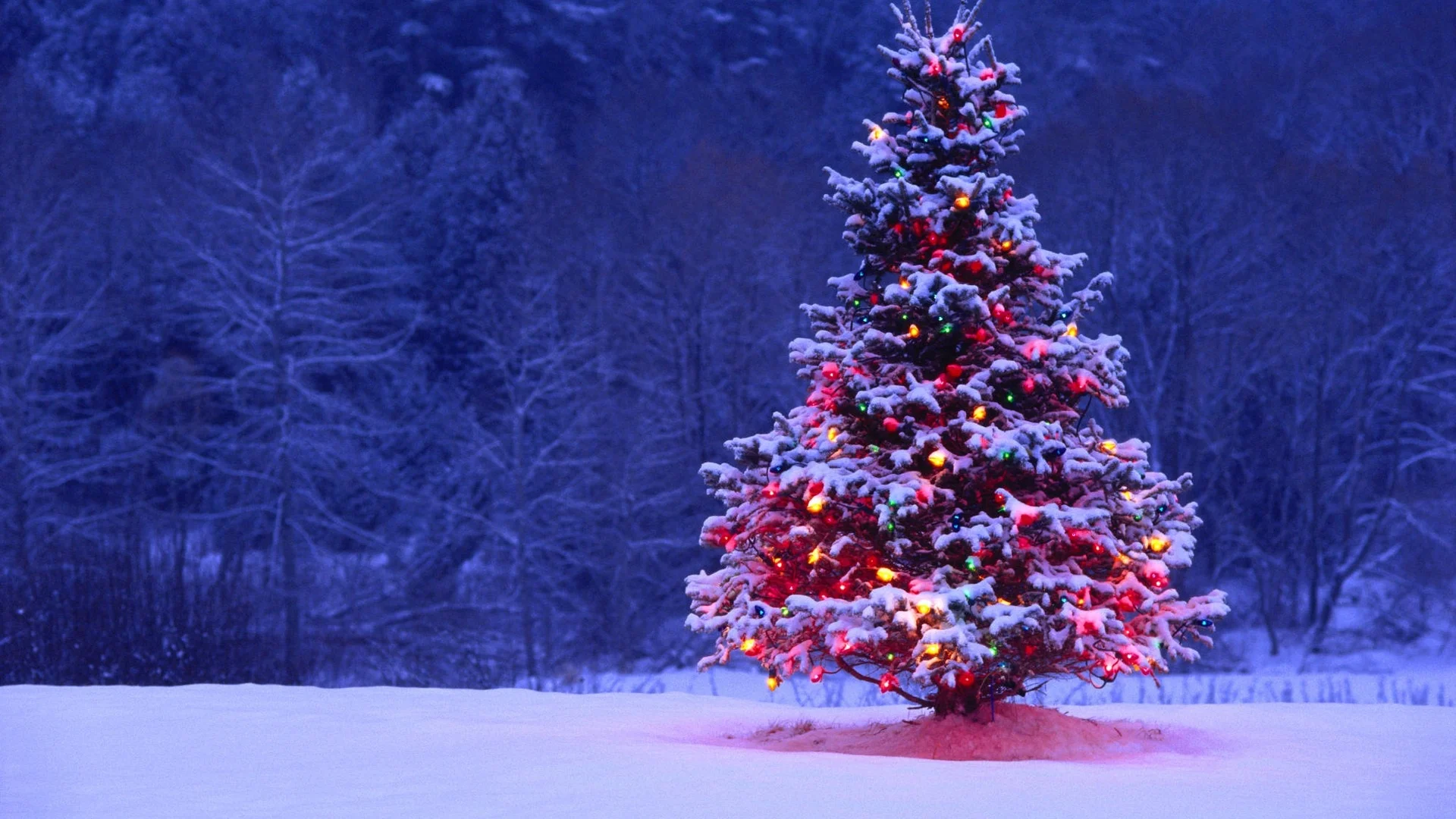 Christmas-Tree-in-Snow.jpg